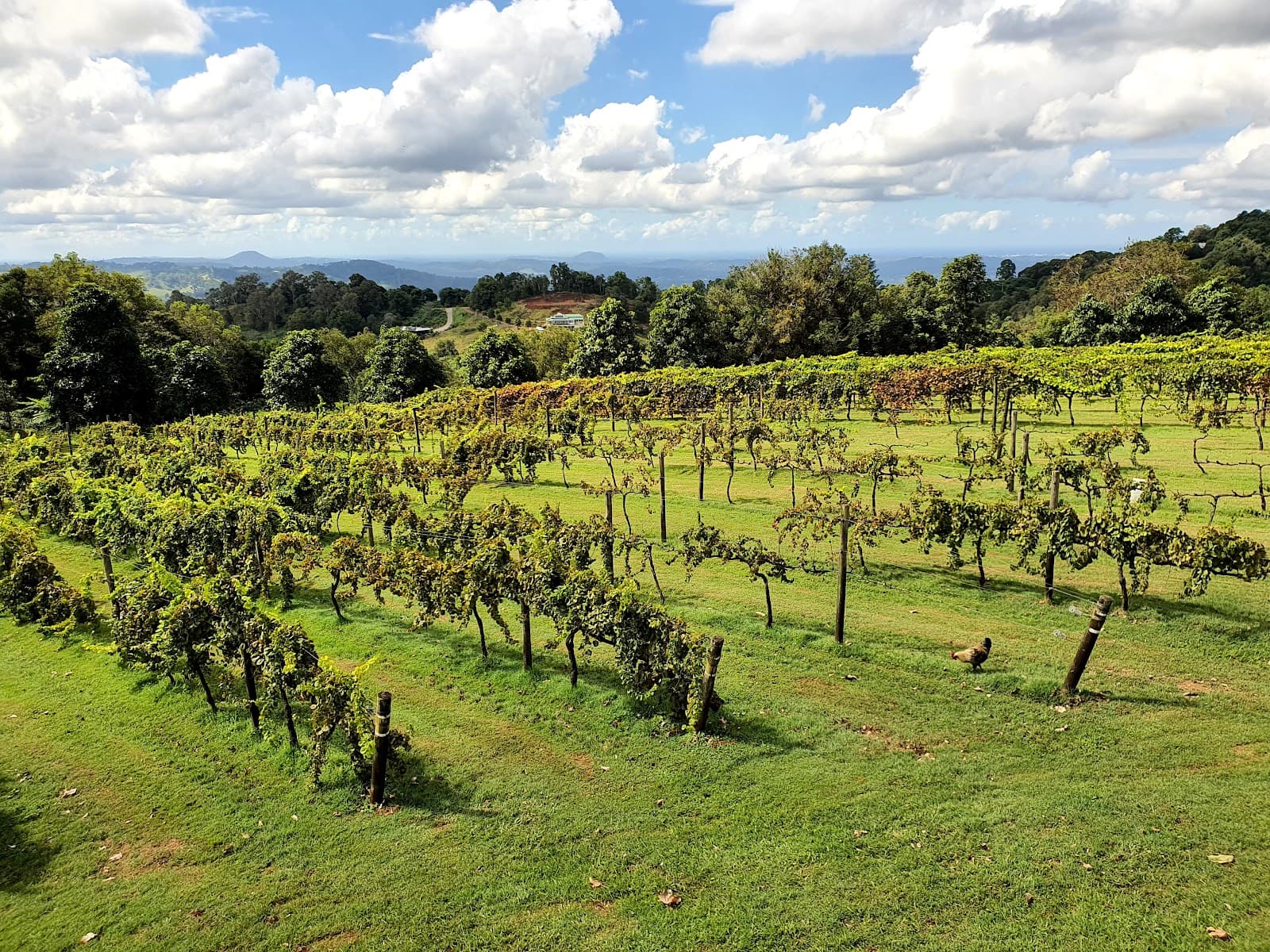 Flame Hill Vineyard — Montville, Sunshine Coast