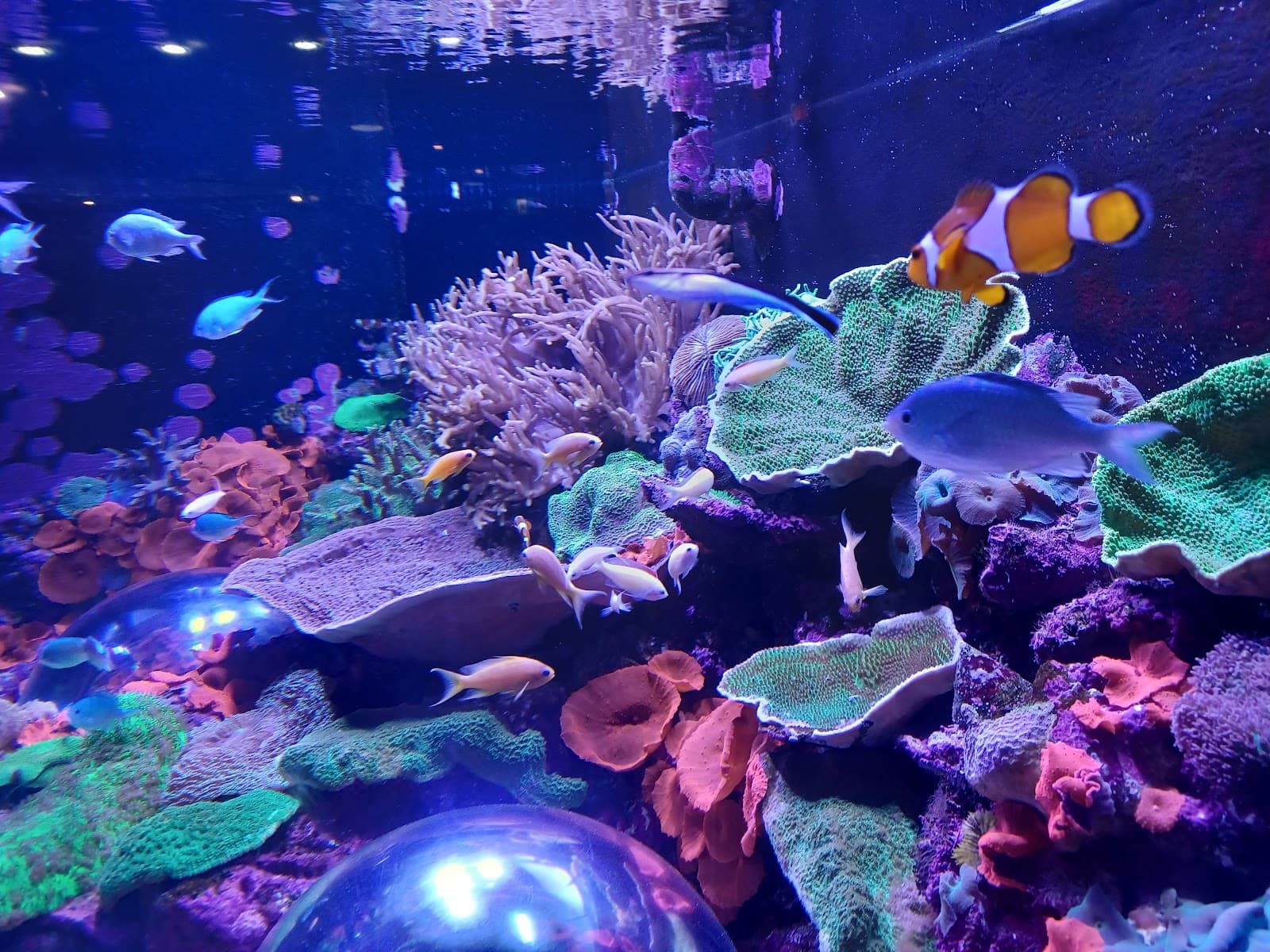 SEA LIFE Sunshine Coast Aquarium — Mooloolaba, Sunshine Coast