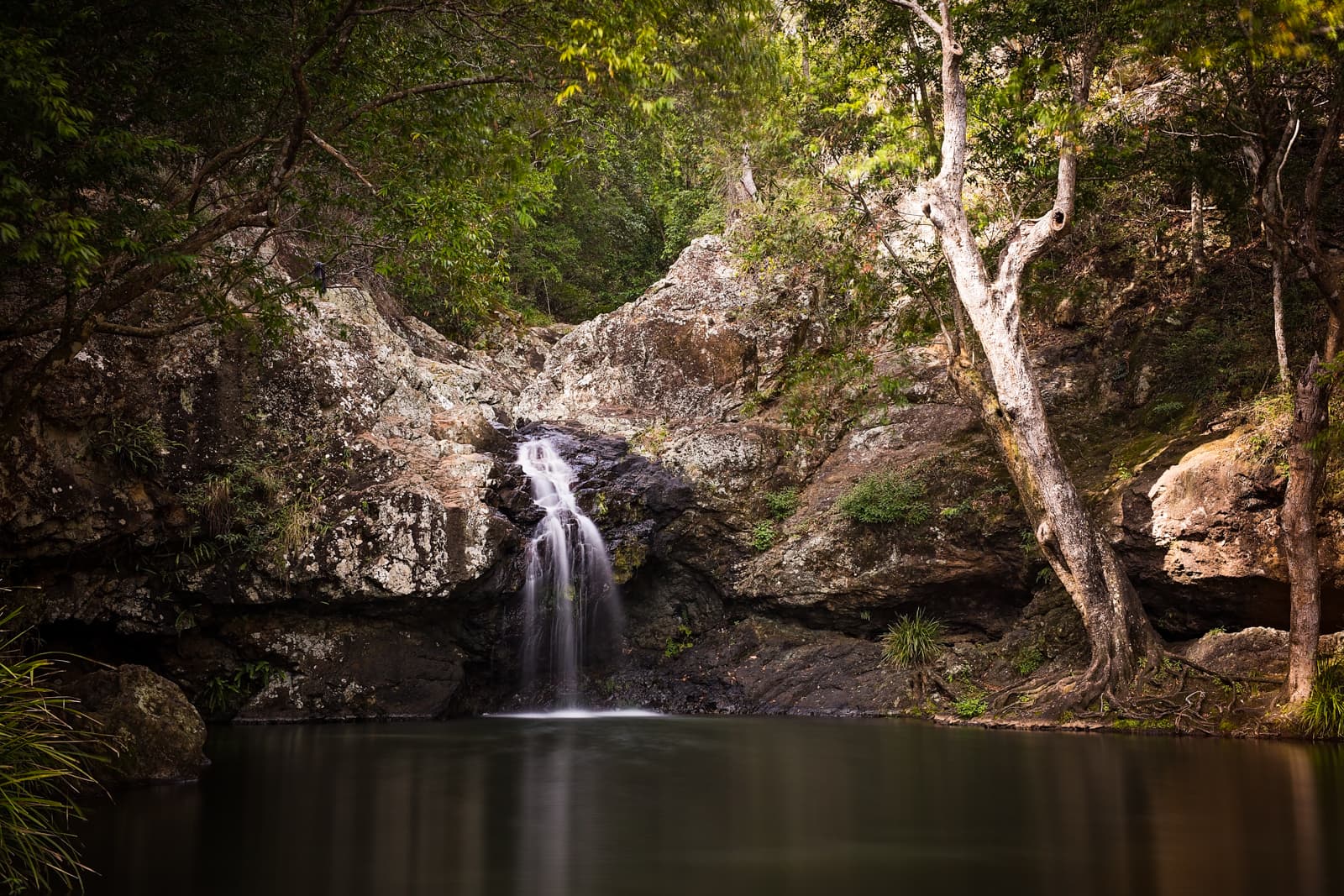 Kondalilla National Park — Montville, Sunshine Coast