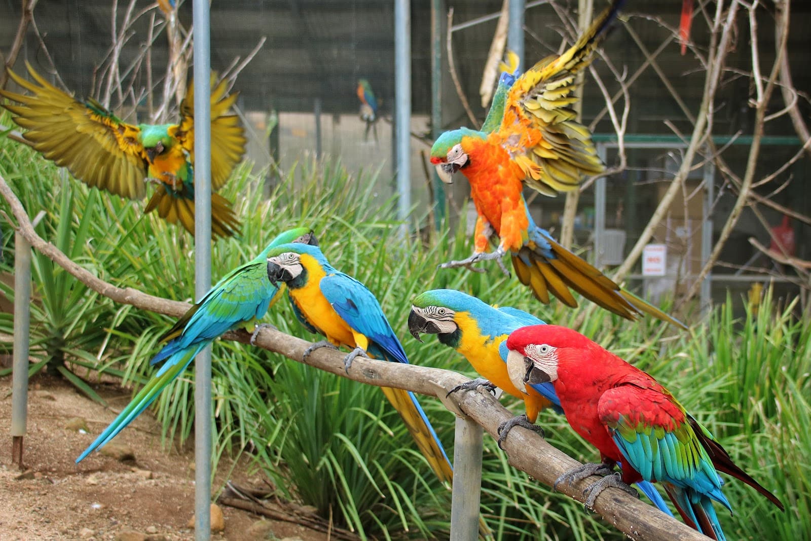 Maleny Botanic Gardens & Bird World — Montville, Sunshine Coast