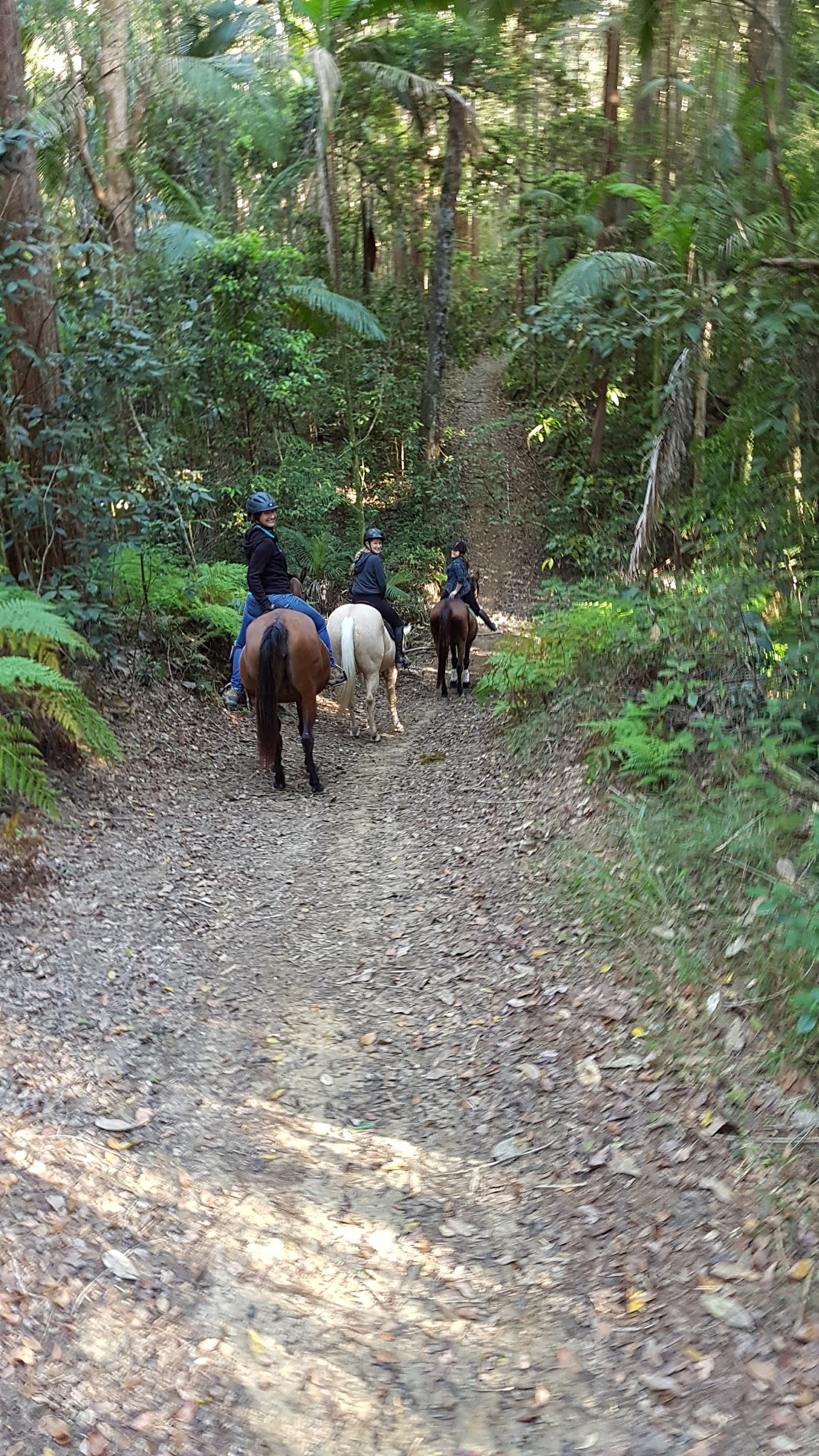 Eumundi Conservation Park — Eumundi, Sunshine Coast