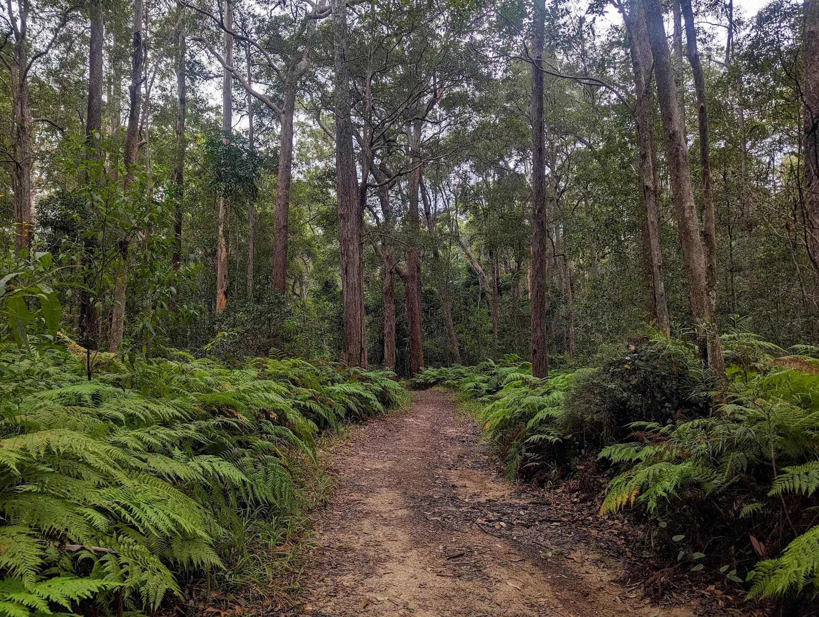 Eumundi Conservation Park — Eumundi, Sunshine Coast