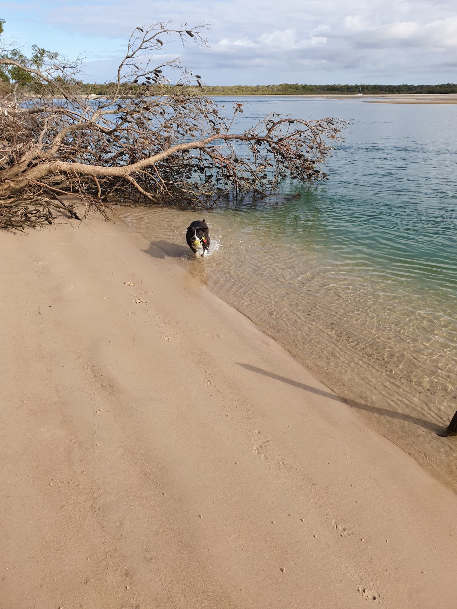 Doggy Beach — Noosaville, Sunshine Coast