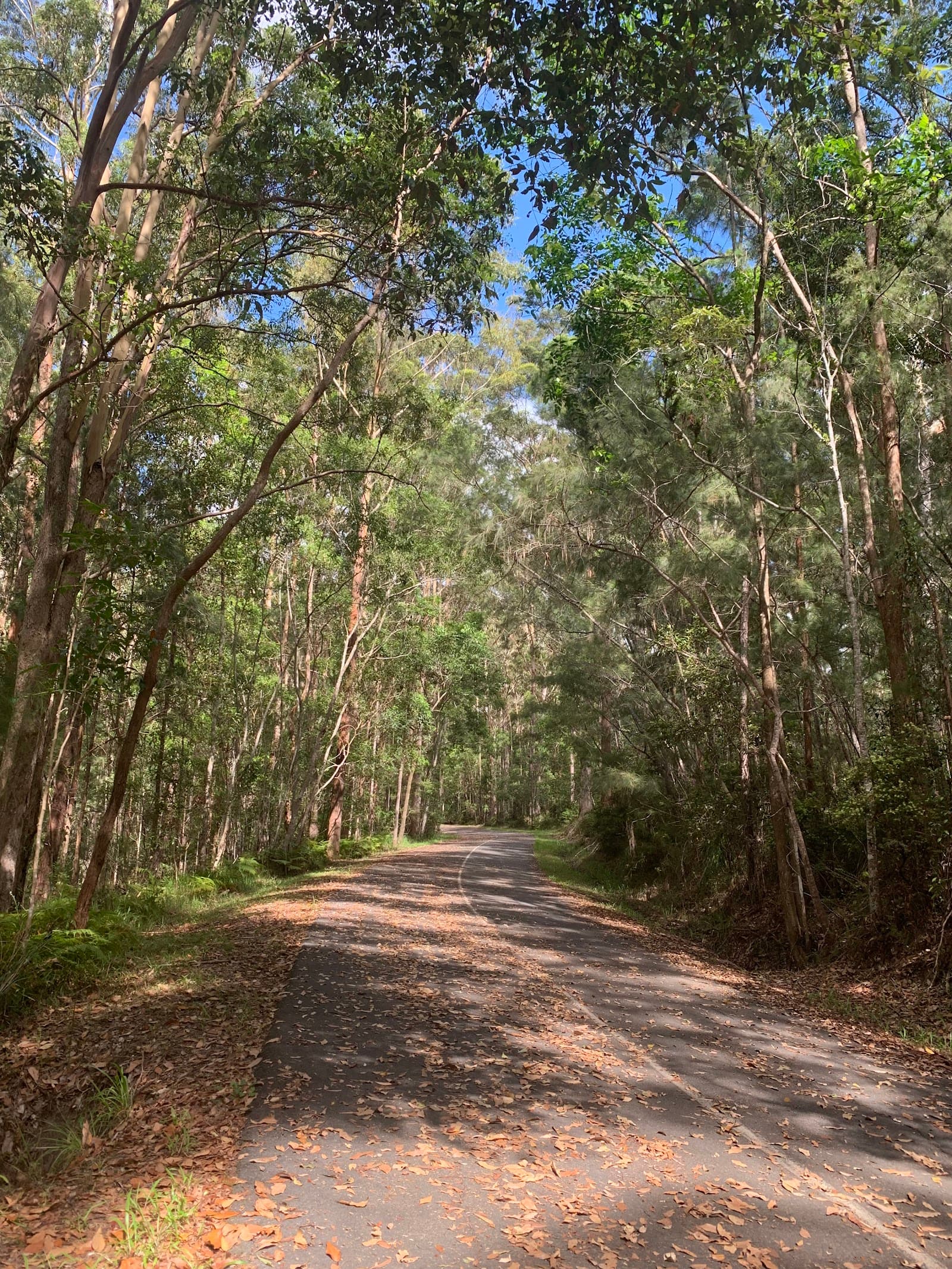 Tewantin National Park — Noosaville, Sunshine Coast