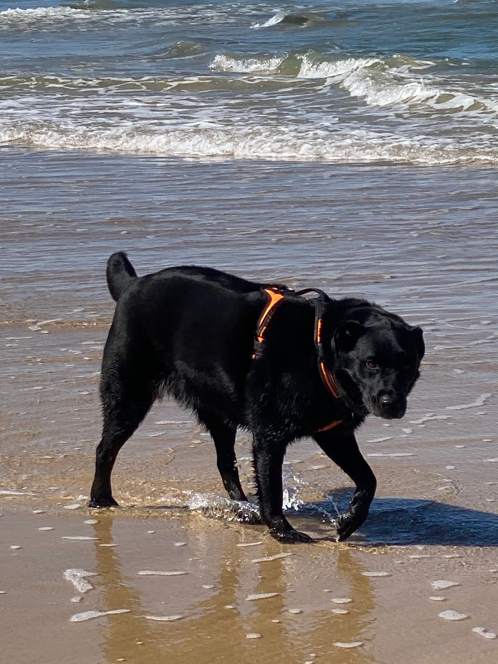 Off leash dog beach — Coolum Beach, Sunshine Coast