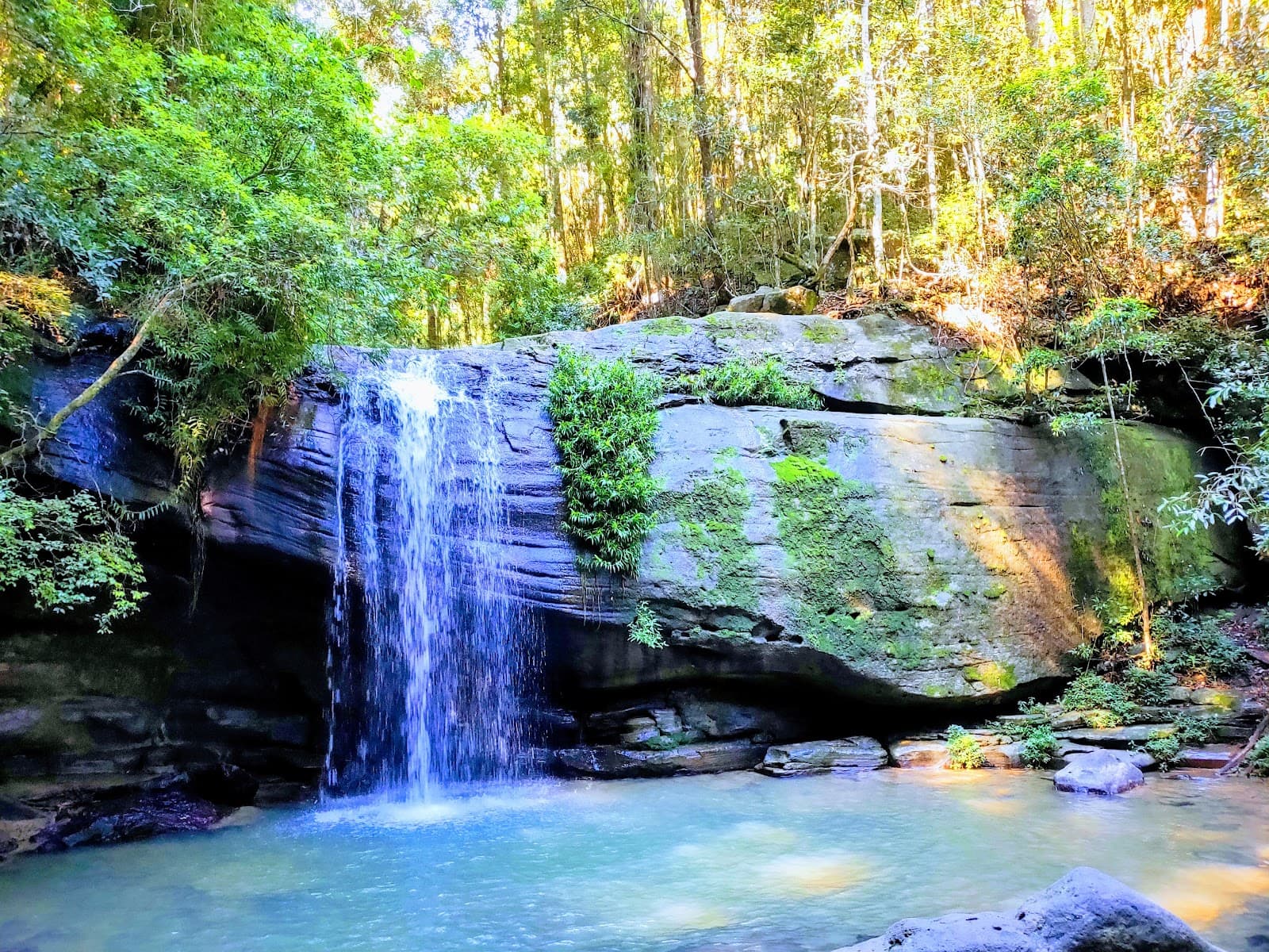 Buderim Forest Park — Buderim, Sunshine Coast
