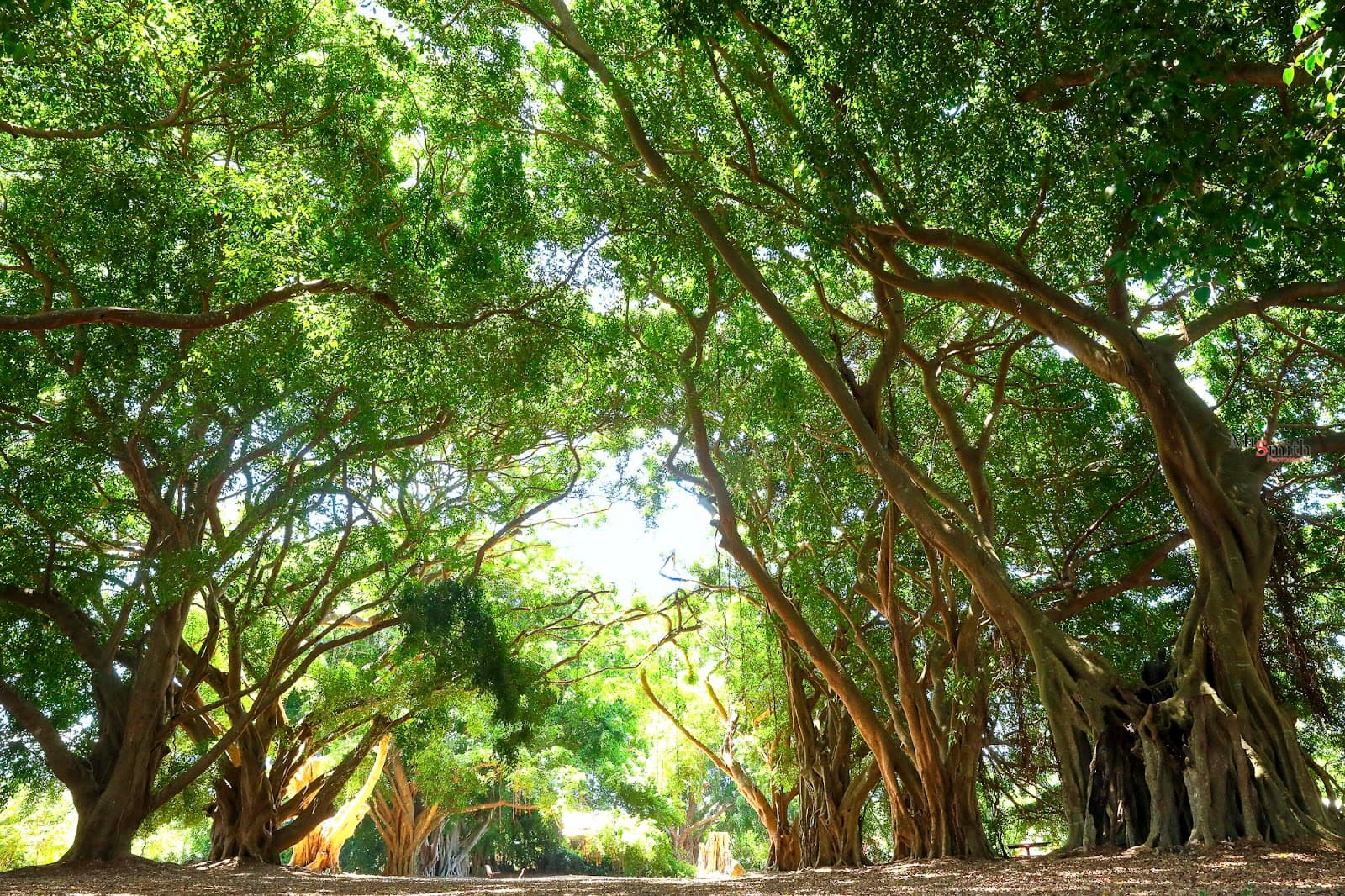 Wirreanda Park — Buderim, Sunshine Coast