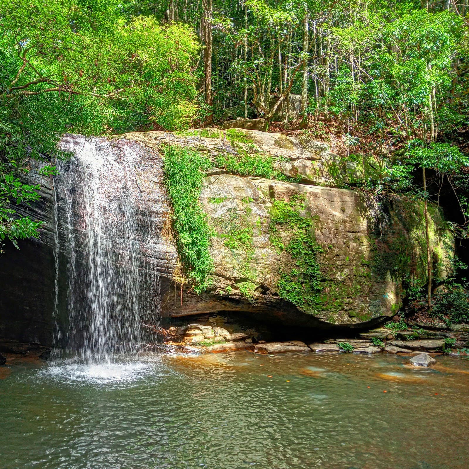 Buderim Forest Bushland Conservation Reserve Core — Buderim, Sunshine Coast