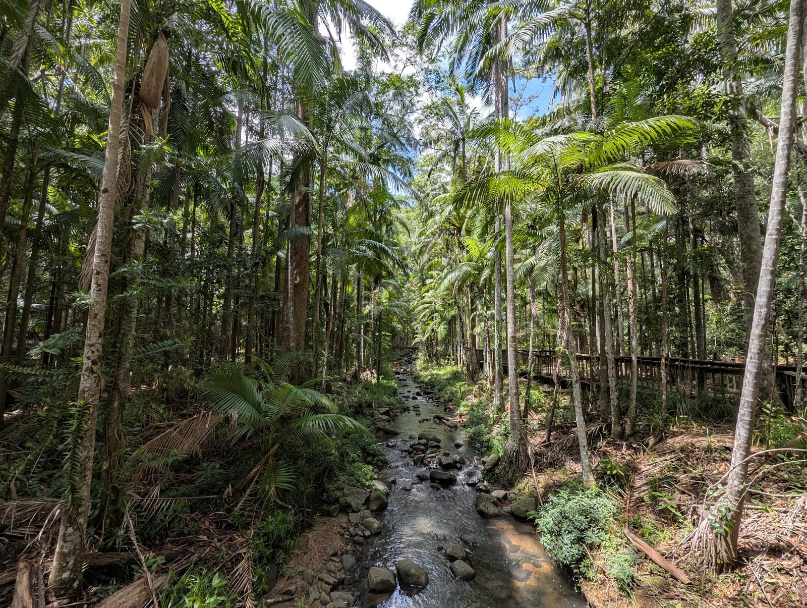 Buderim Forest Bushland Conservation Reserve Core — Buderim, Sunshine Coast