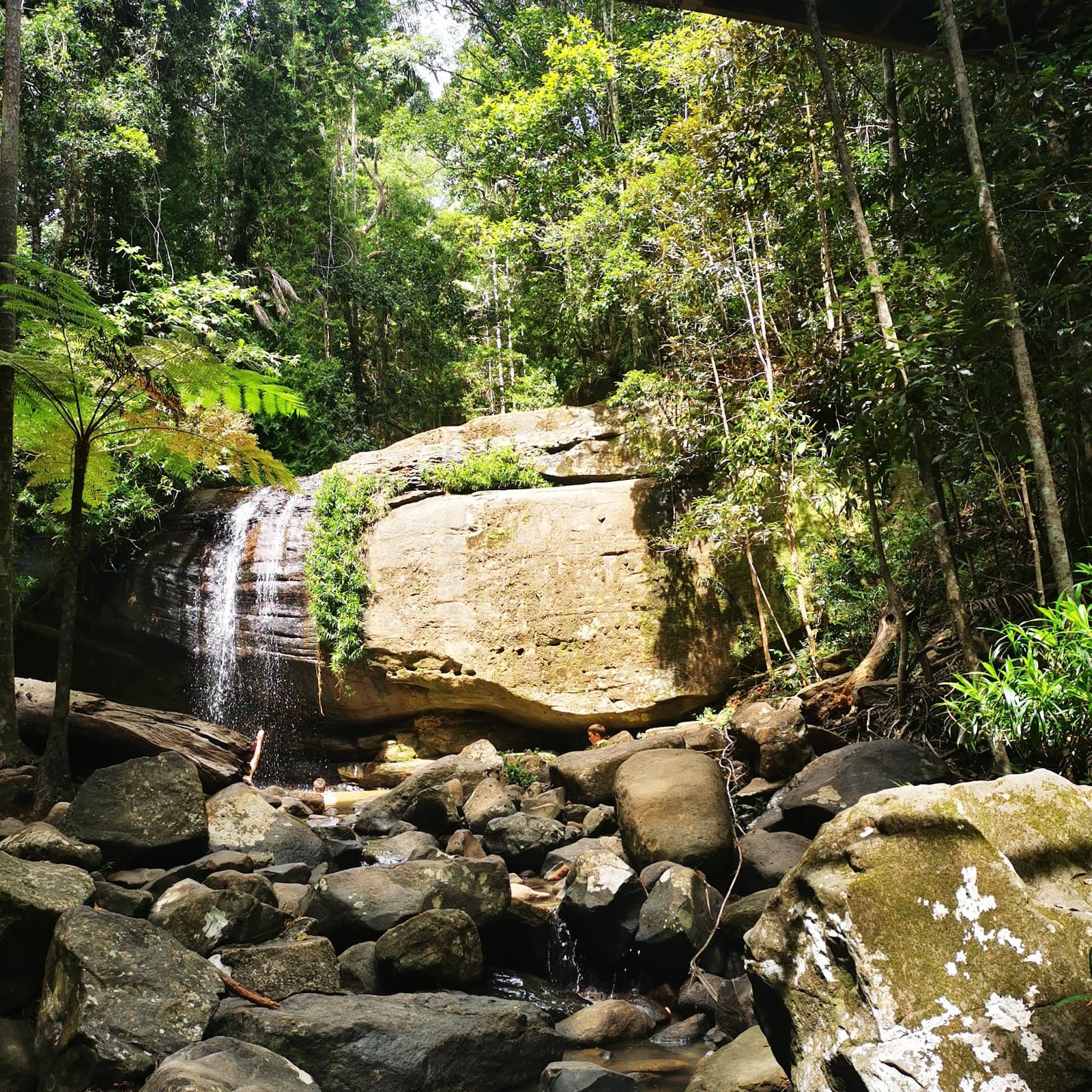 Buderim Forest Bushland Conservation Reserve Core — Buderim, Sunshine Coast