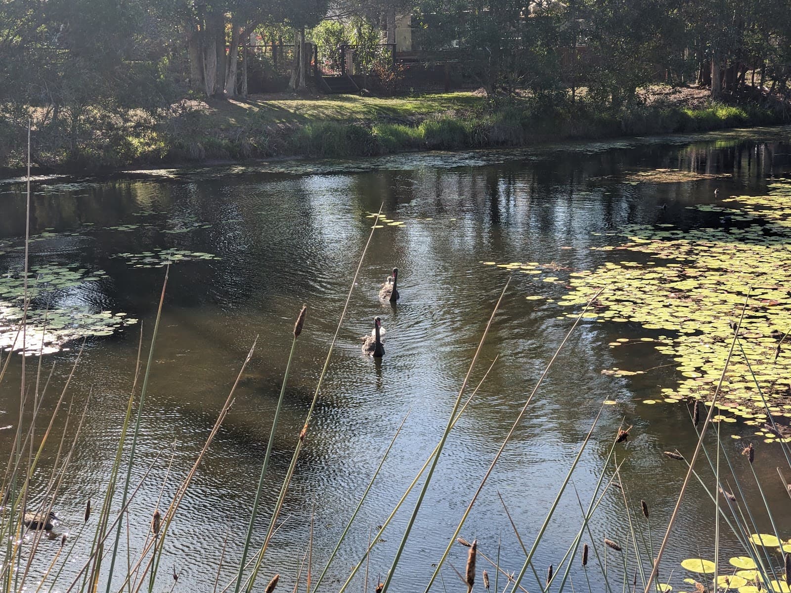 Lakeshore Avenue Park — Buderim, Sunshine Coast