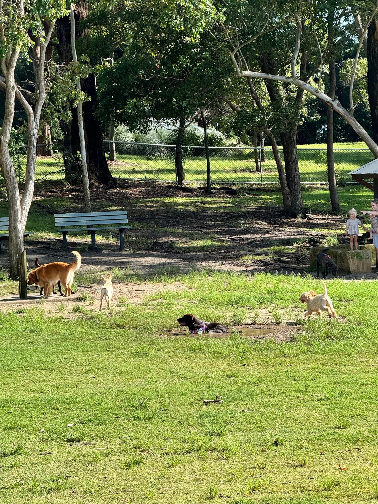 Elizabeth Daniels Park Fenced Dog Park — Buderim, Sunshine Coast
