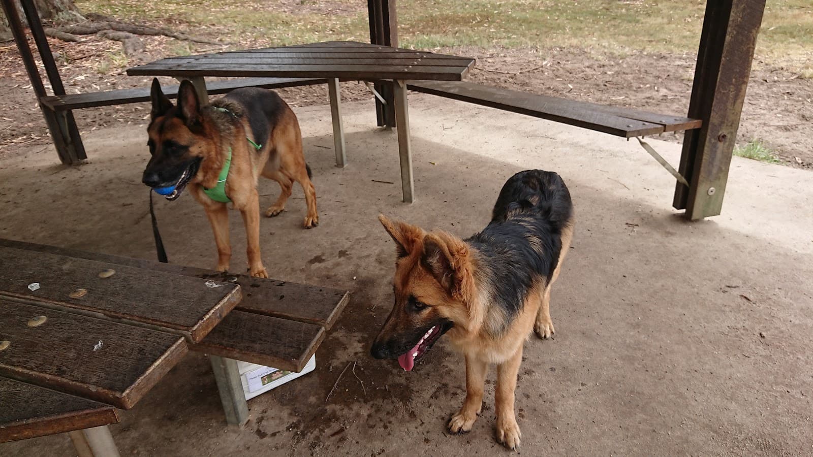 Elizabeth Daniels Park Fenced Dog Park — Buderim, Sunshine Coast