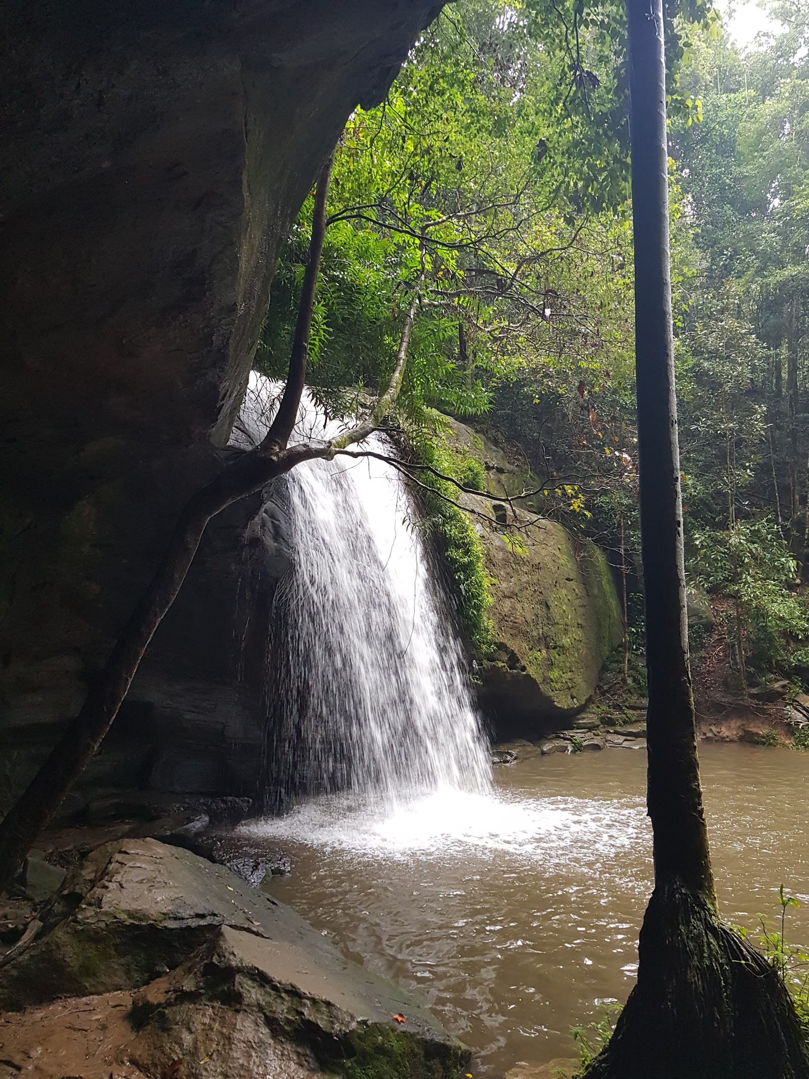 Buderim Forest Bushland Reserve Network — Buderim, Sunshine Coast