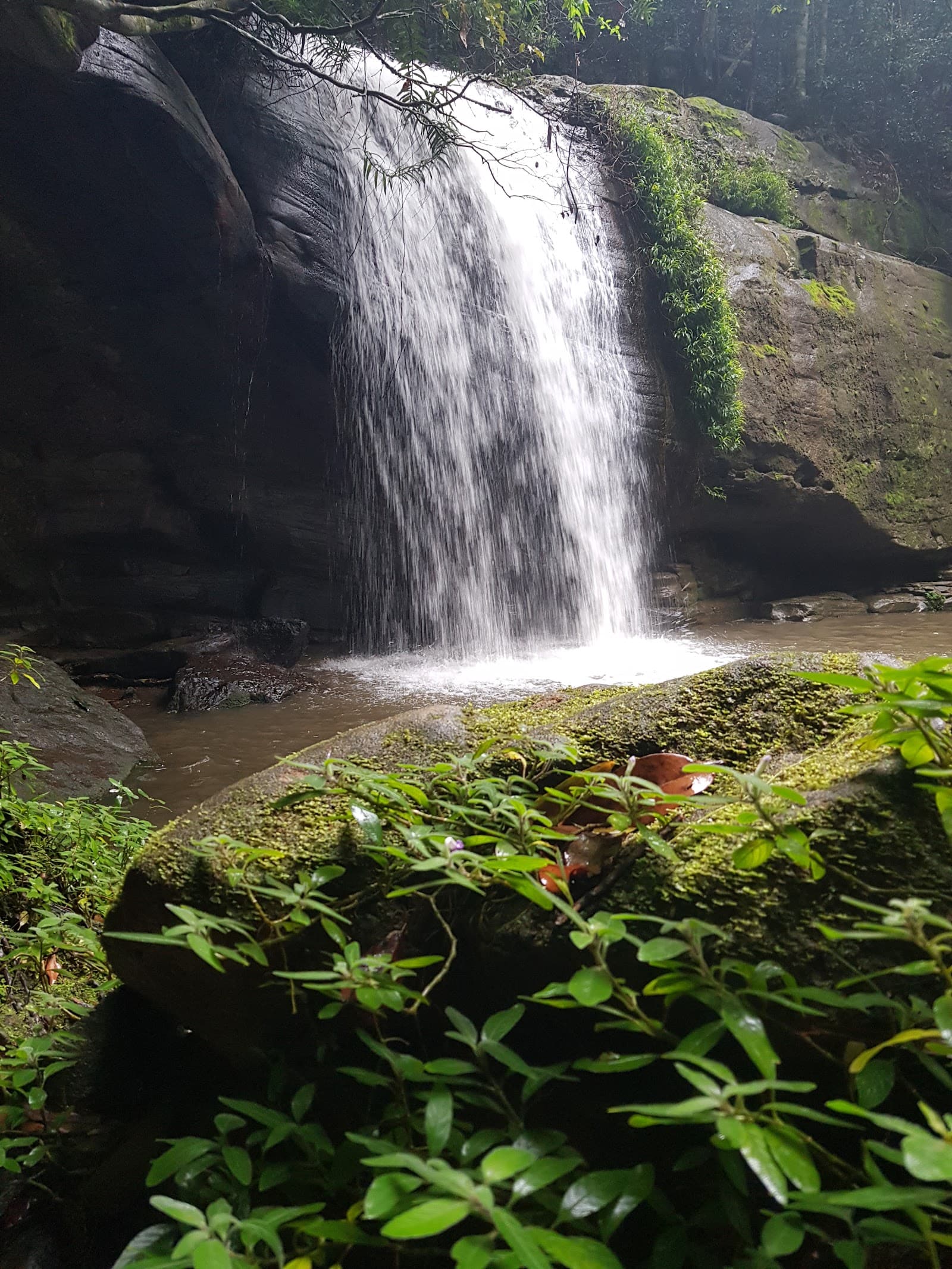 Buderim Forest Bushland Reserve Network — Buderim, Sunshine Coast
