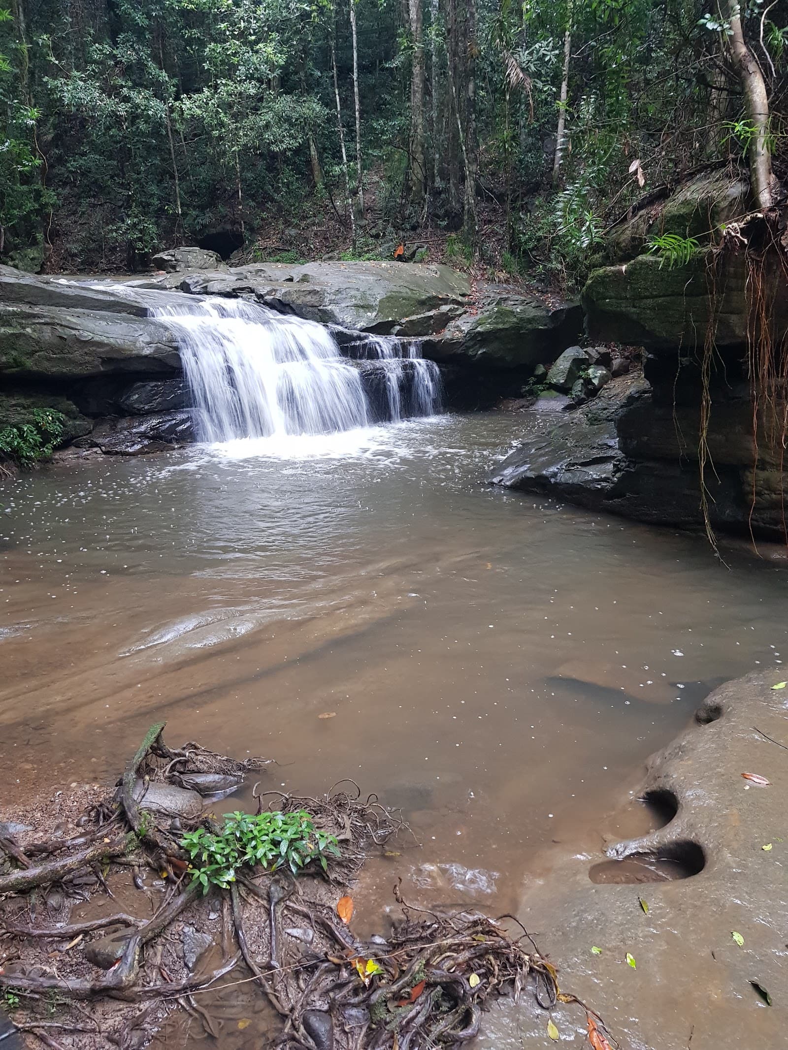 Buderim Forest Bushland Reserve Network — Buderim, Sunshine Coast