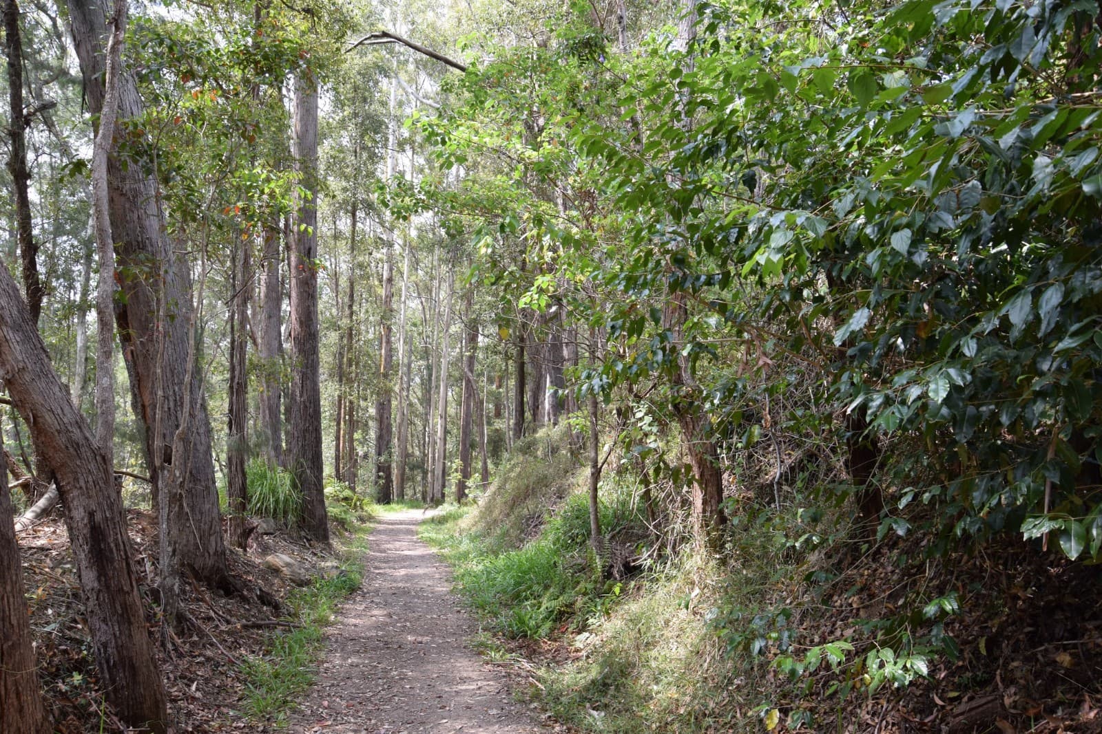 Buderim-Palmwoods Heritage Tramway Walk — Buderim, Sunshine Coast