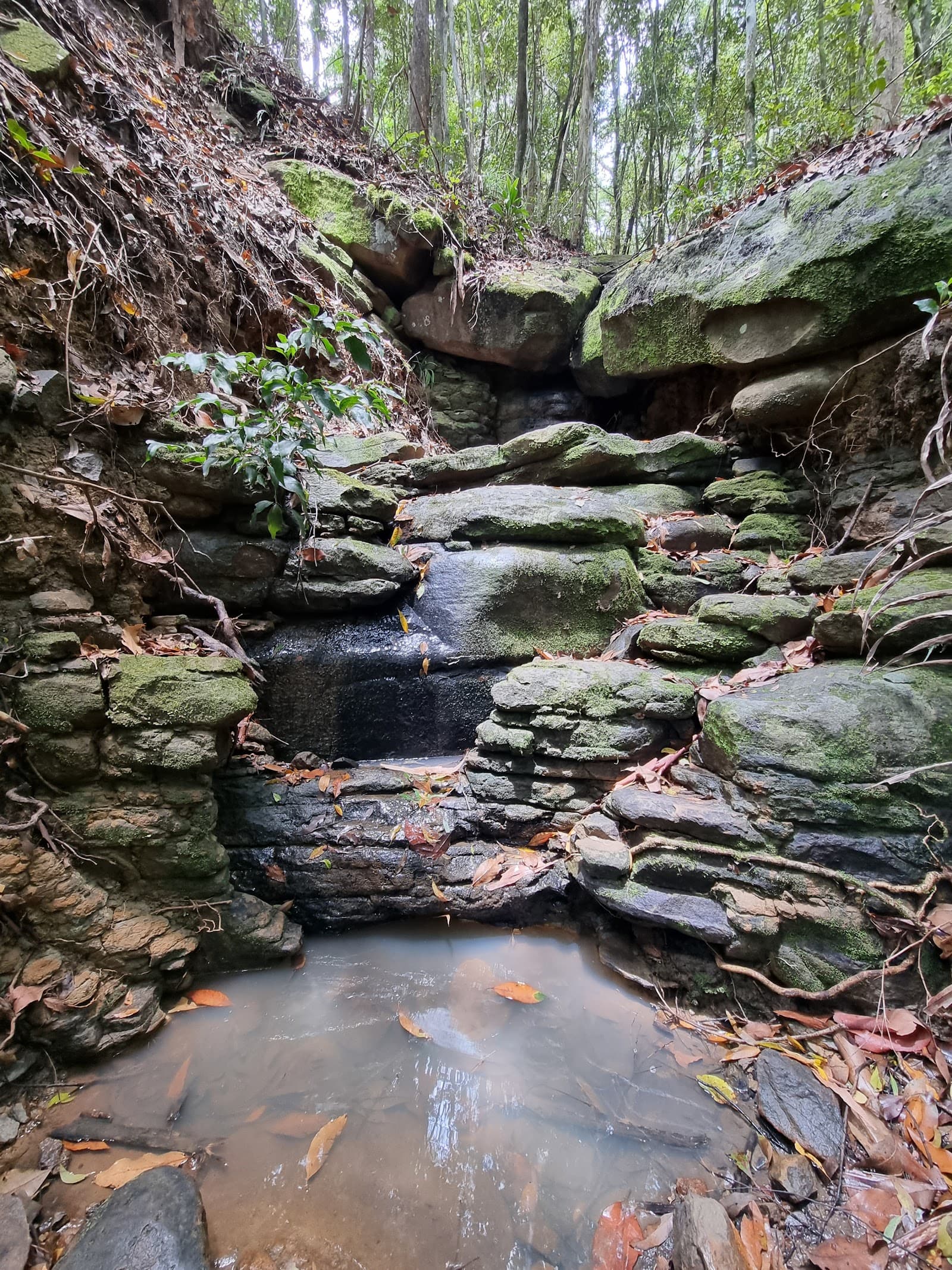 Buderim-Palmwoods Heritage Tramway Walk — Buderim, Sunshine Coast