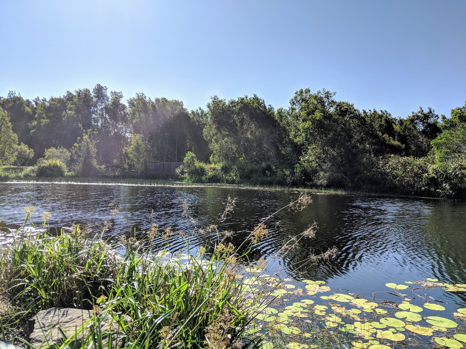 The Avenue Park – Duck Pond — Peregian Beach, Sunshine Coast