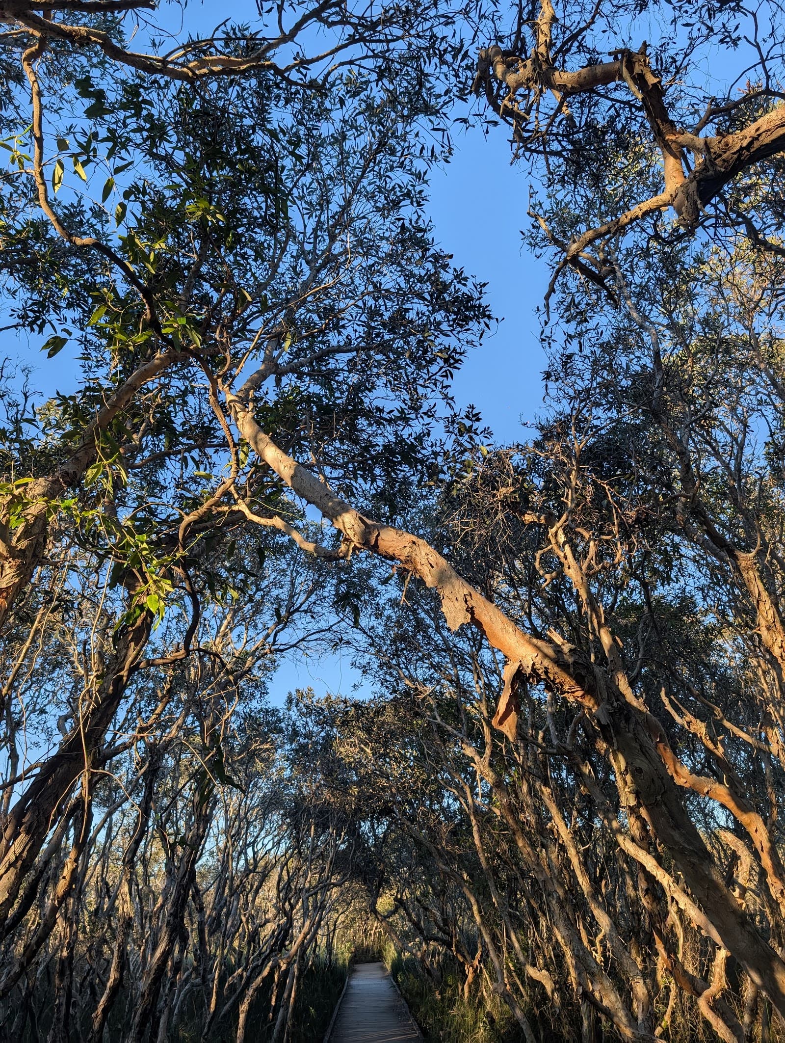 Noosa National Park - Peregian Section — Peregian Beach, Sunshine Coast