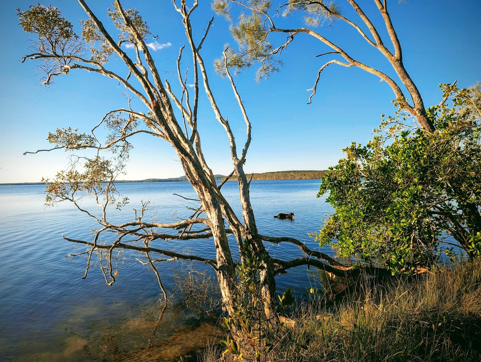Lake Weyba Bushland Reserve Network — Peregian Beach, Sunshine Coast