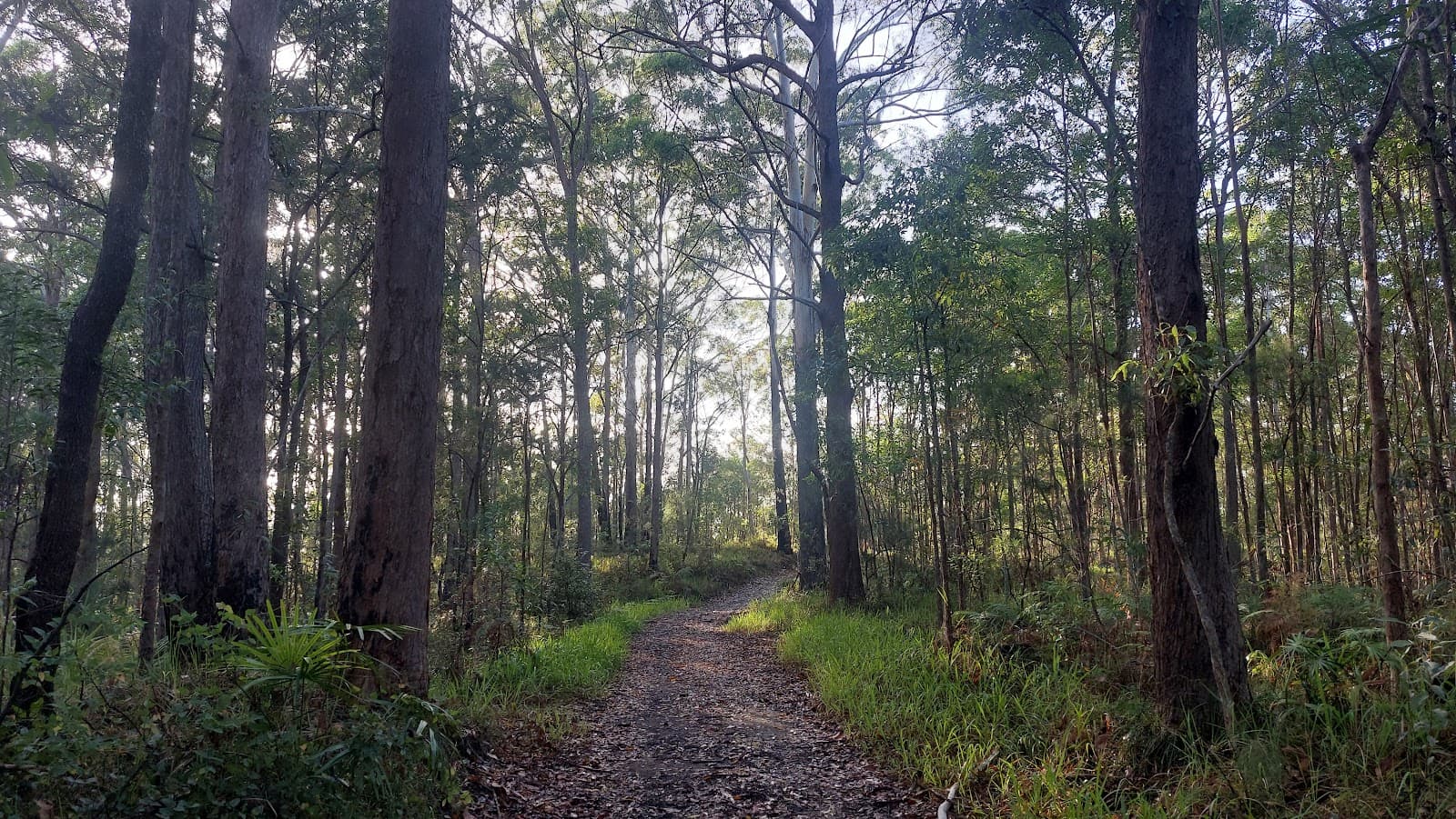 Eumundi Conservation Park Eumundi Road gate — Verrierdale, Sunshine Coast