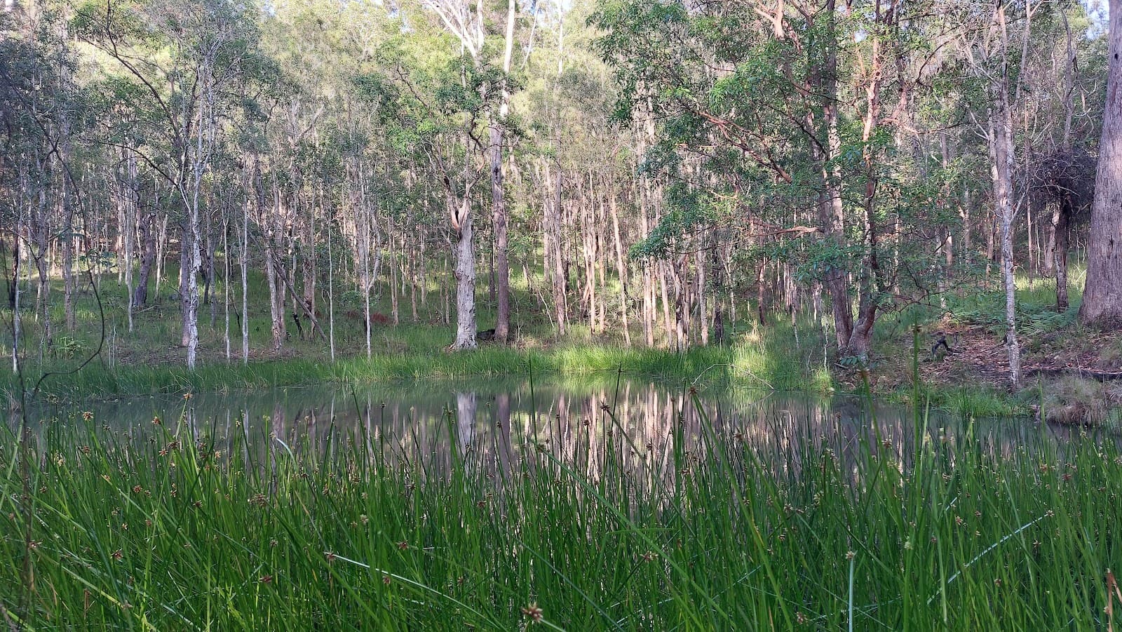Eumundi Conservation Park Eumundi Road gate — Verrierdale, Sunshine Coast