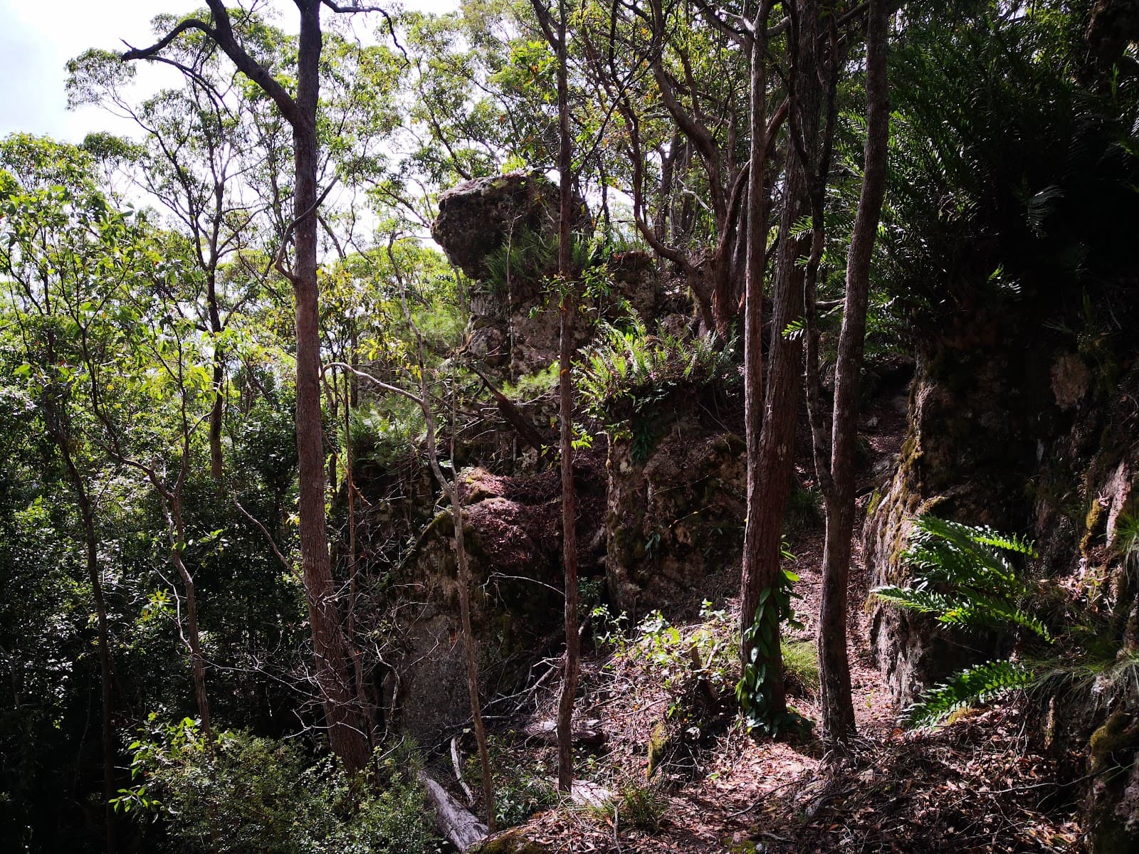 Mount Eerwah Conservation Park — Eumundi, Sunshine Coast