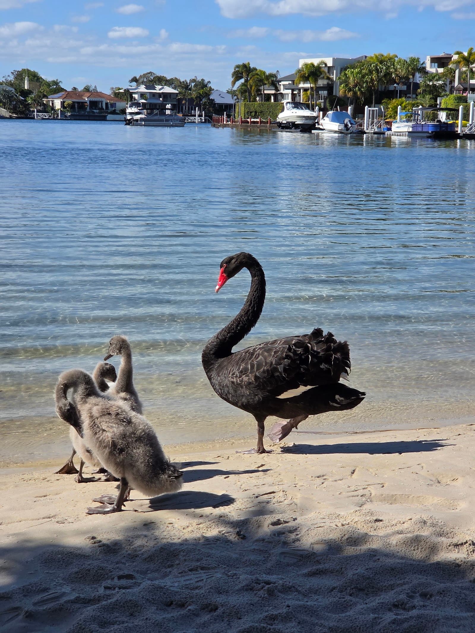 Double Bay Park — Kawana Waters, Sunshine Coast