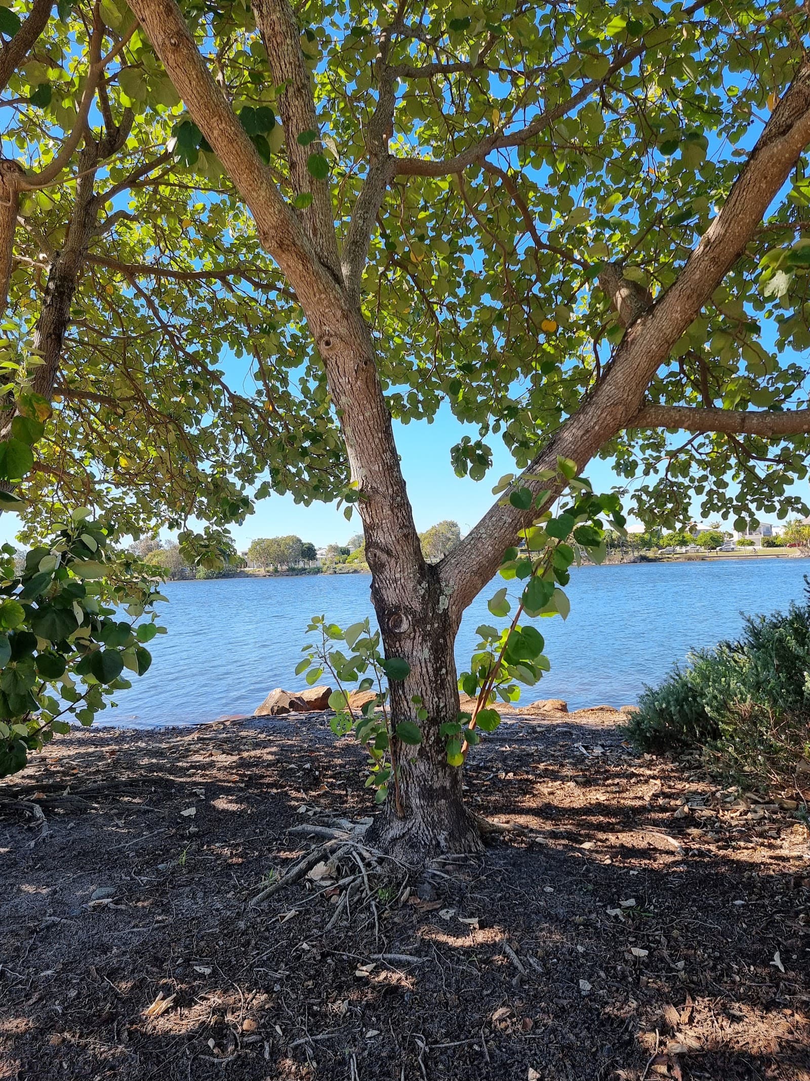 Birtinya Island Park — Kawana Waters, Sunshine Coast