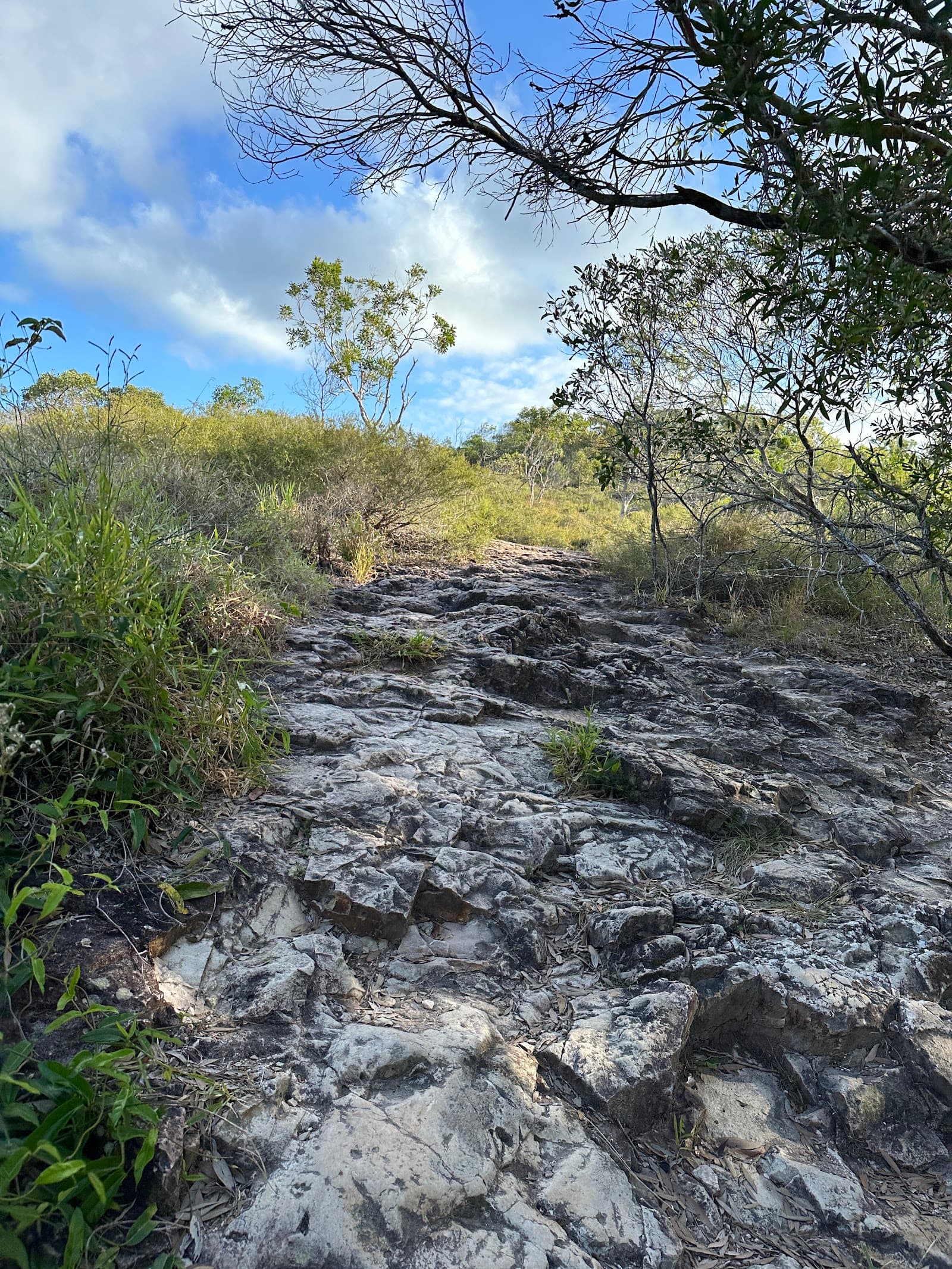 Emu Mountain Summit Walk — Peregian Beach, Sunshine Coast