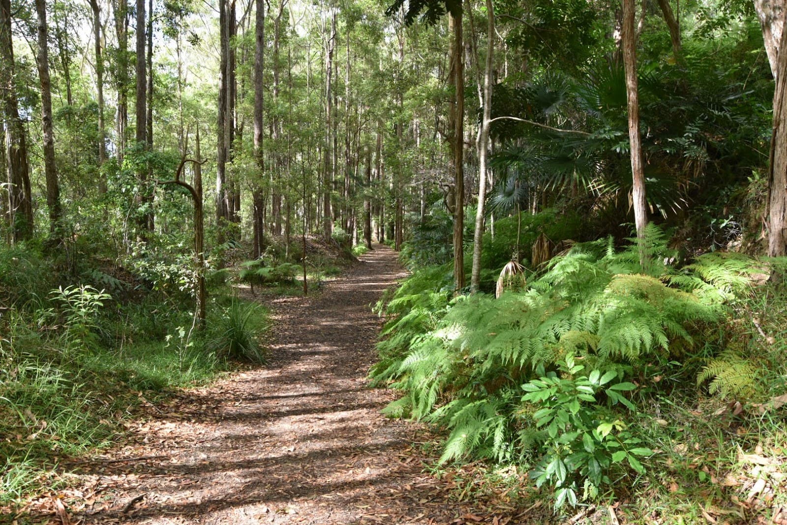 Buderim-Palmwoods Heritage Trail Bushland Park — Buderim, Sunshine Coast