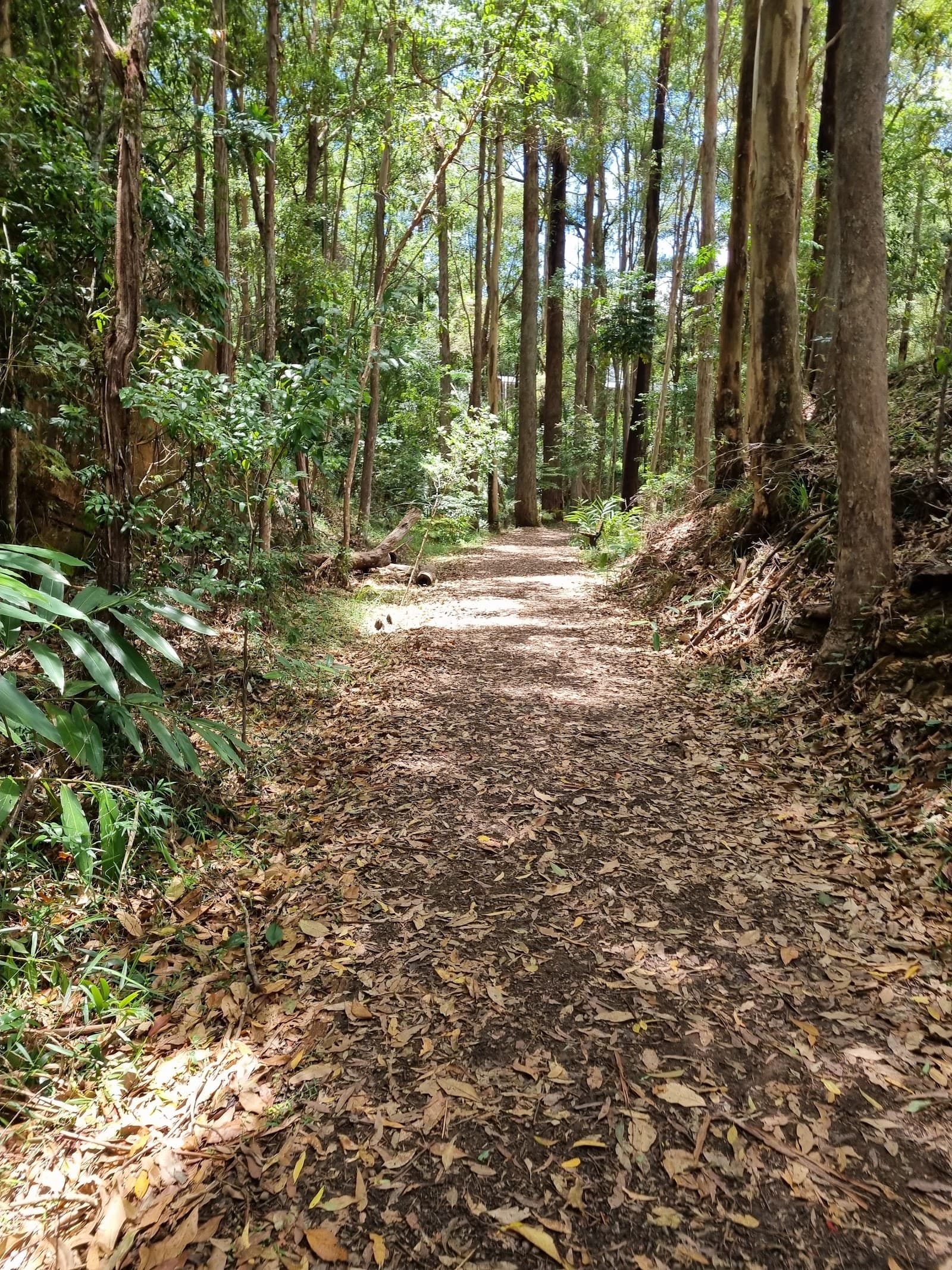 Buderim-Palmwoods Heritage Trail Bushland Park — Buderim, Sunshine Coast