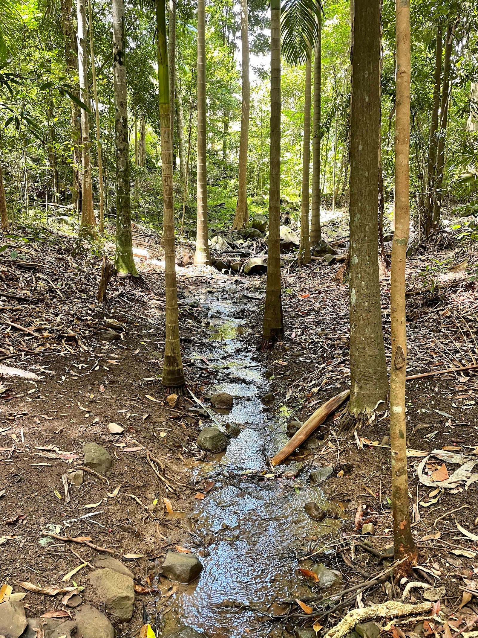 Foote Memorial Sanctuary — Buderim, Sunshine Coast