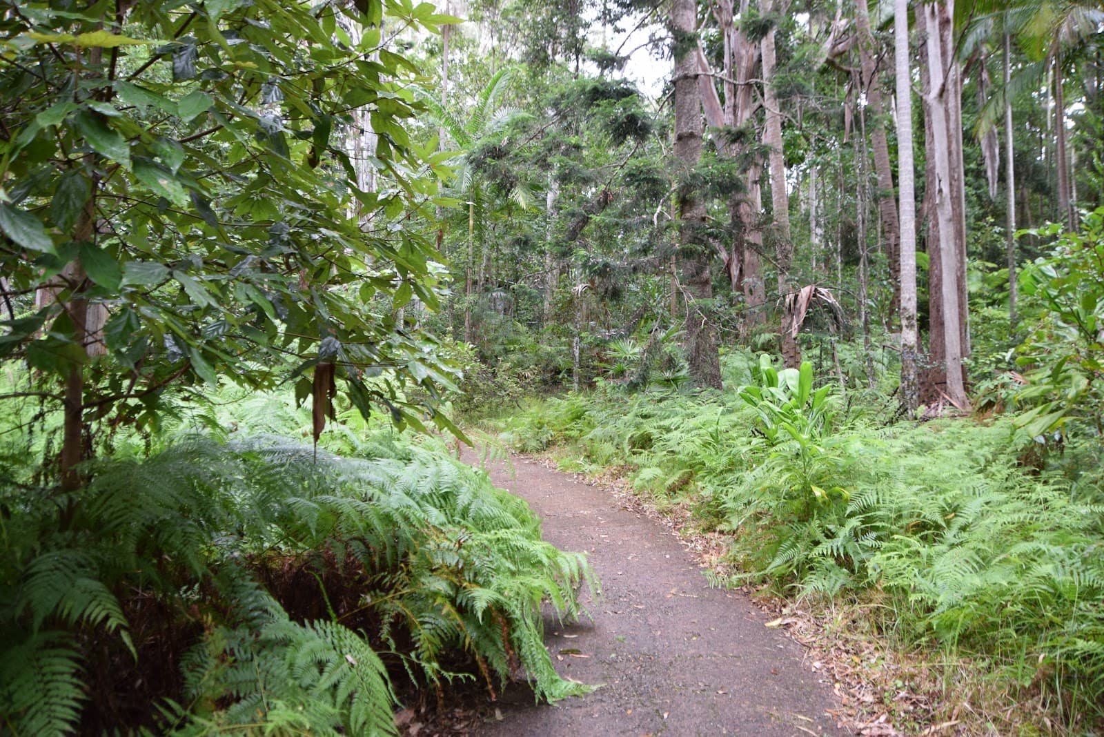 Foote Memorial Sanctuary — Buderim, Sunshine Coast