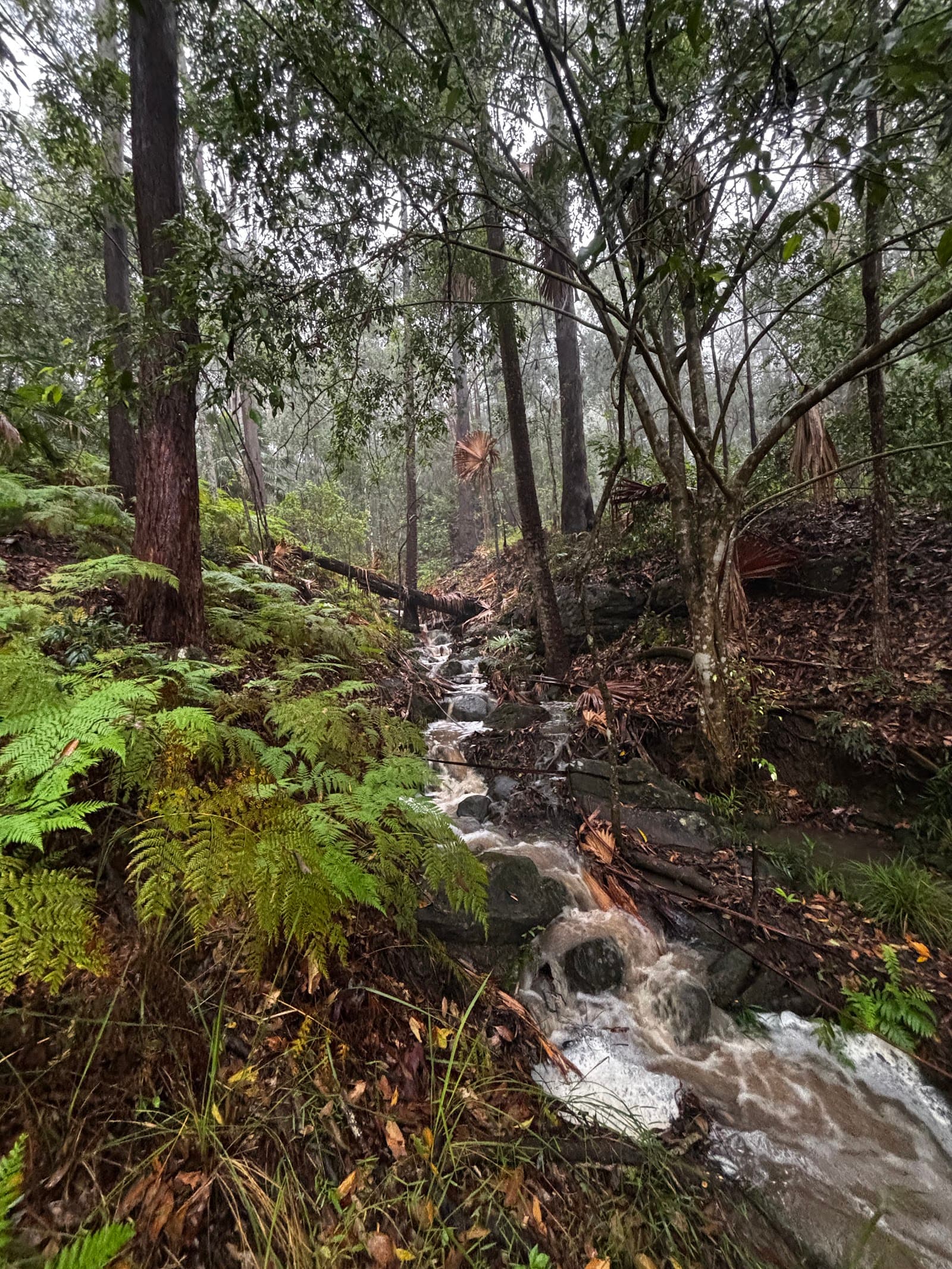 Foote Memorial Sanctuary — Buderim, Sunshine Coast