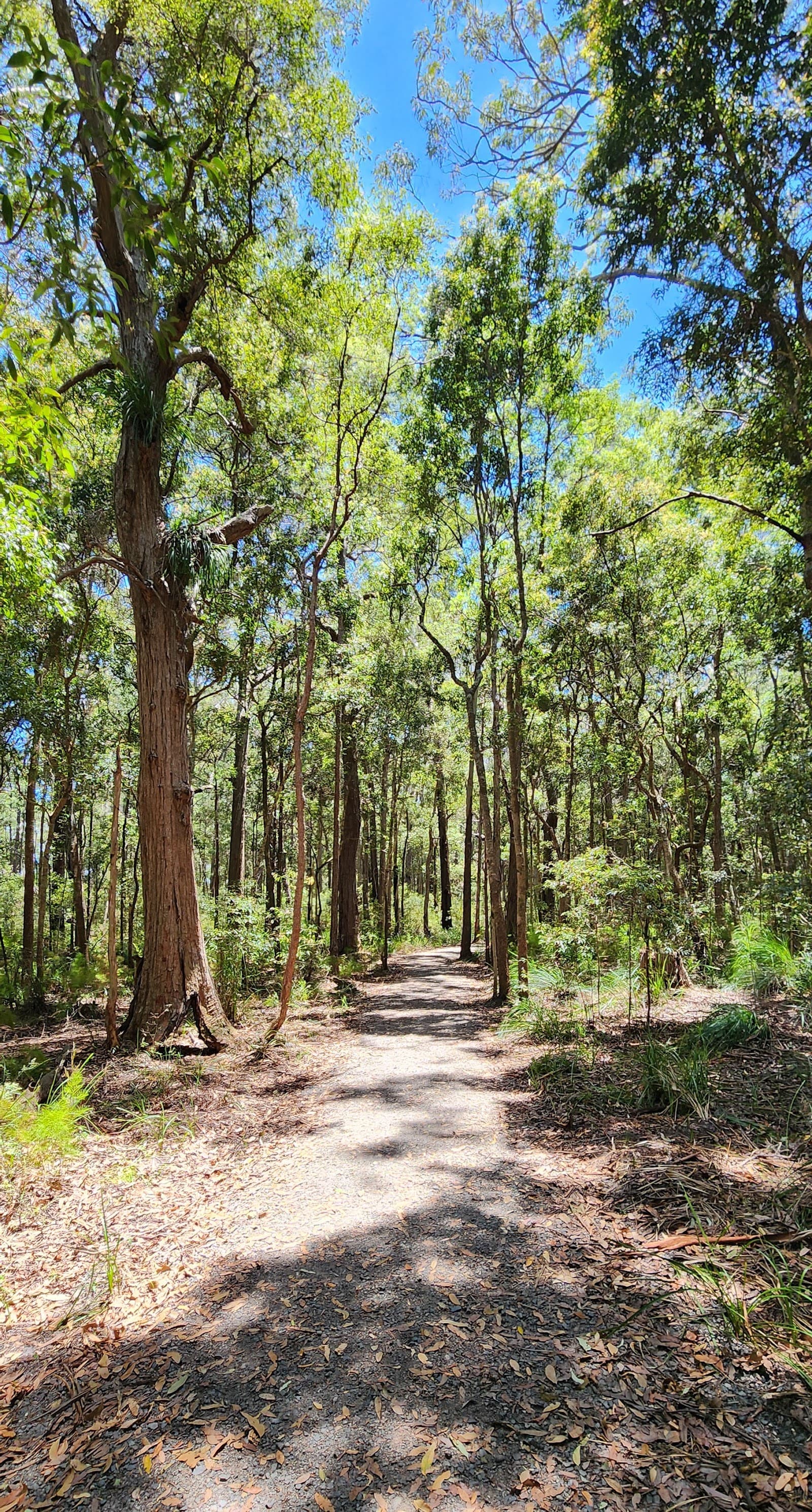 Mountain Creek Recreational Trail — Buderim, Sunshine Coast