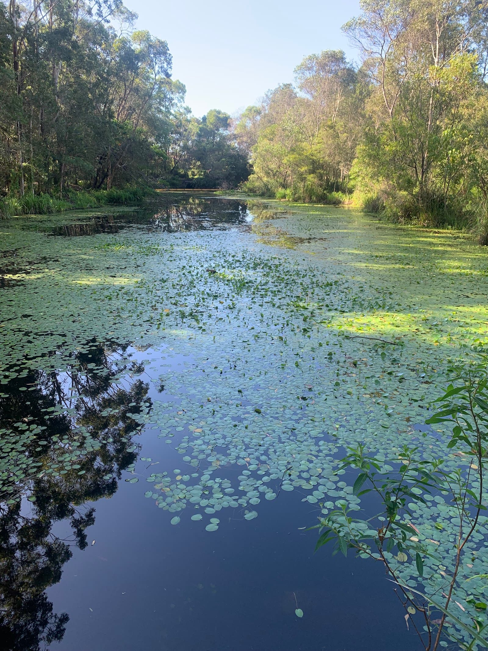 Mountain Creek Recreational Trail — Buderim, Sunshine Coast