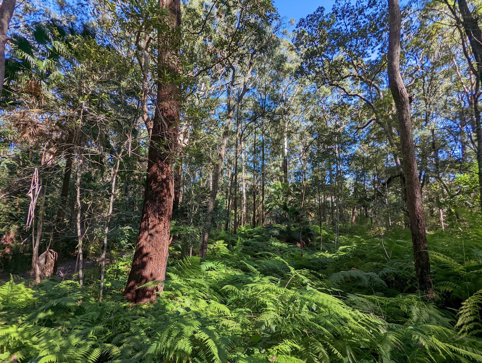 Mountain Creek Conservation Area — Buderim, Sunshine Coast
