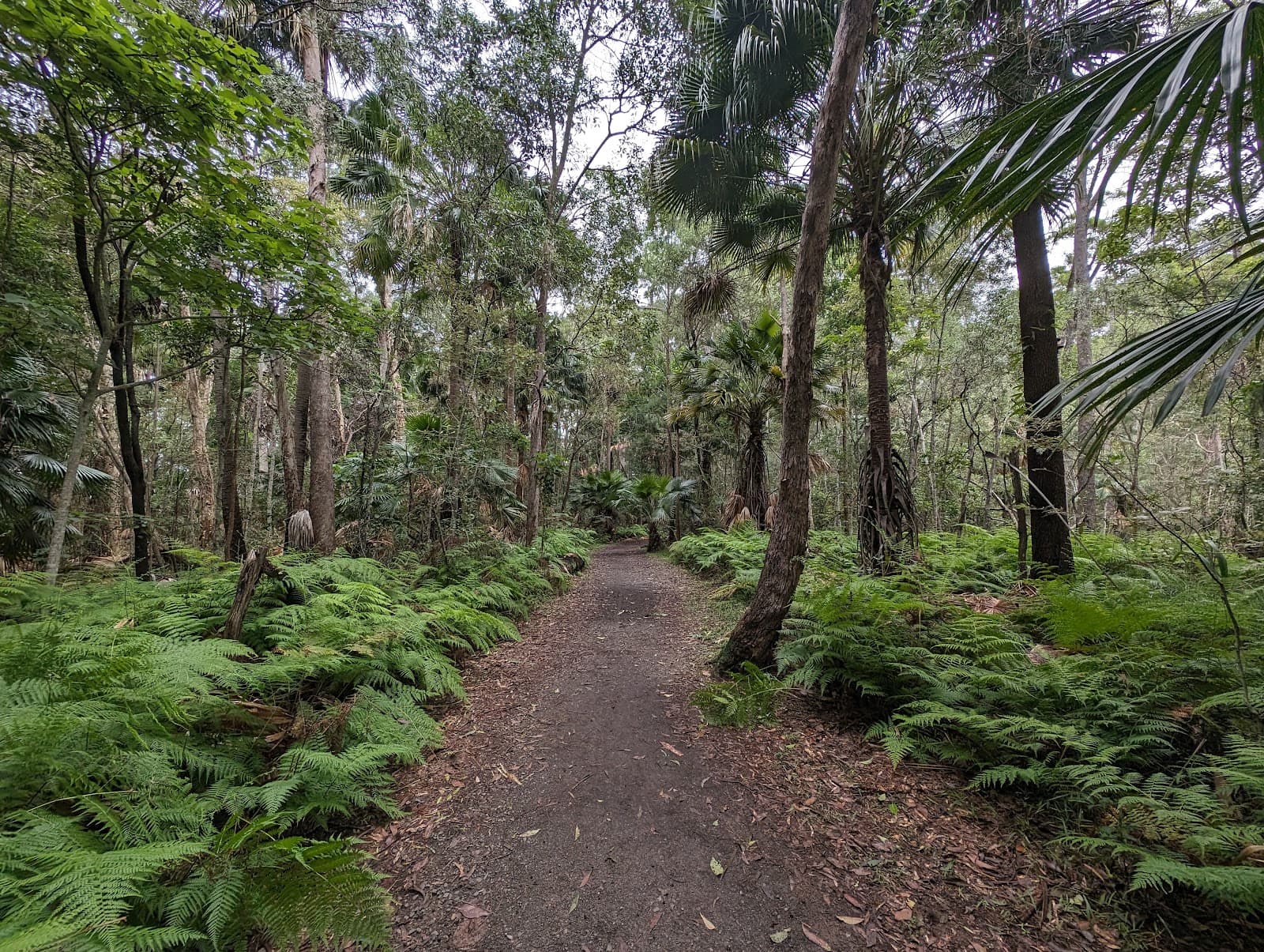 Mountain Creek Conservation Area — Buderim, Sunshine Coast