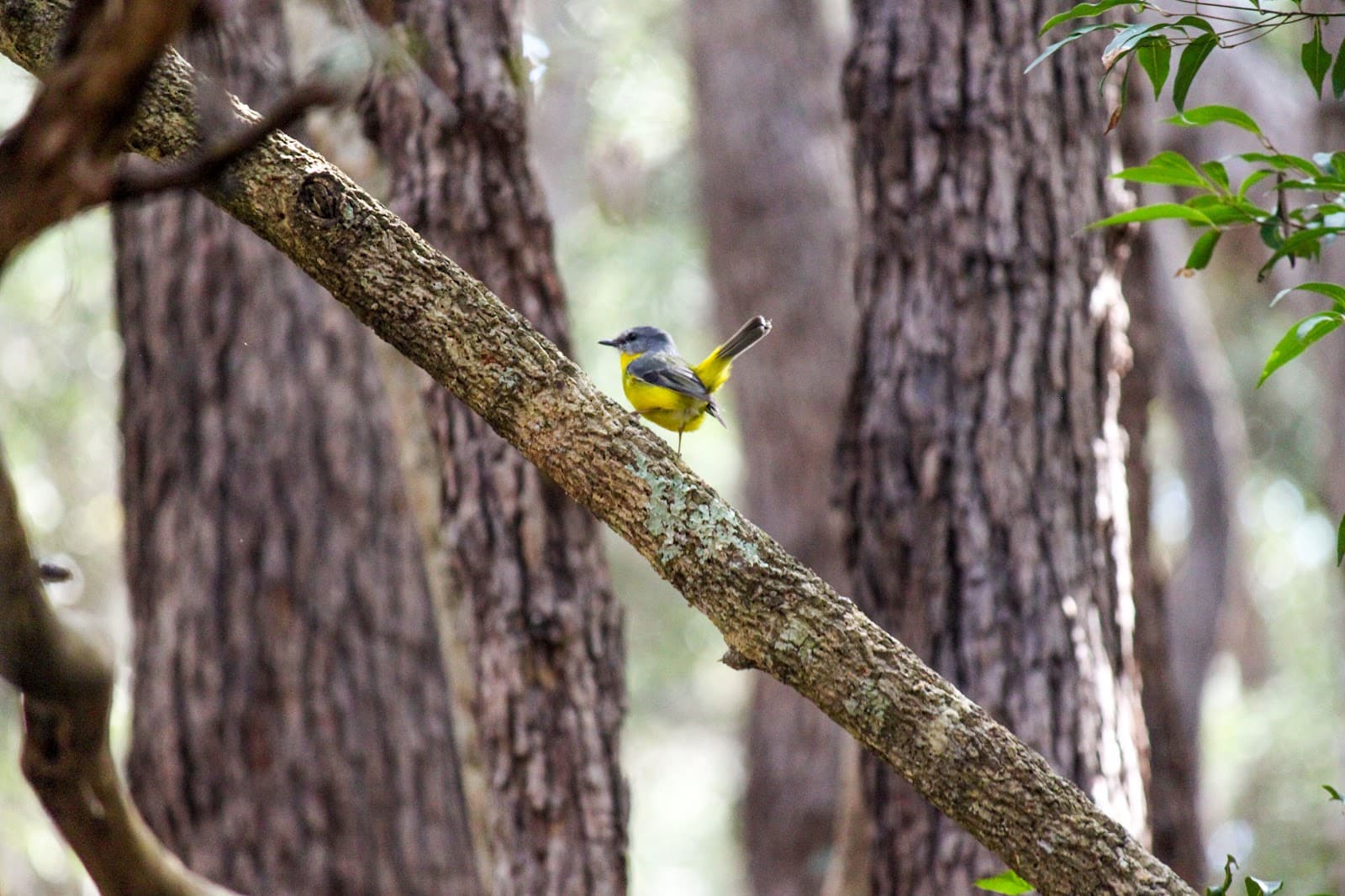 The Springs Environmental Reserve — Buderim, Sunshine Coast