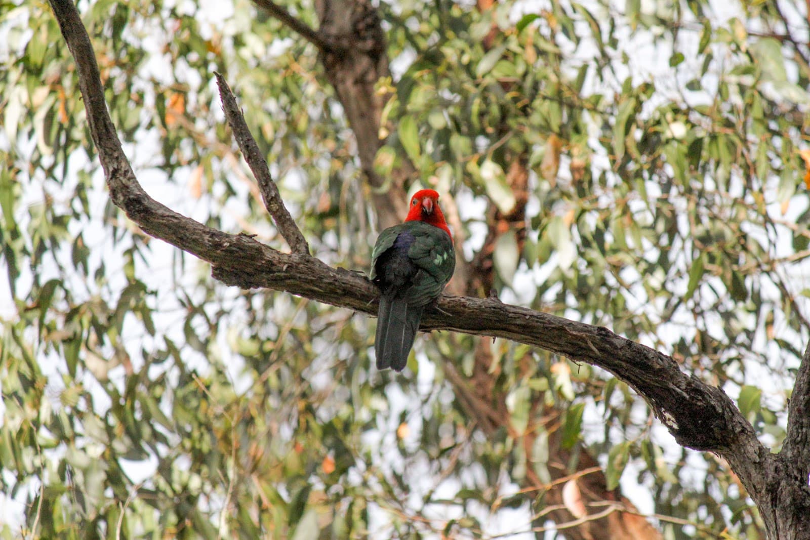 The Springs Environmental Reserve — Buderim, Sunshine Coast