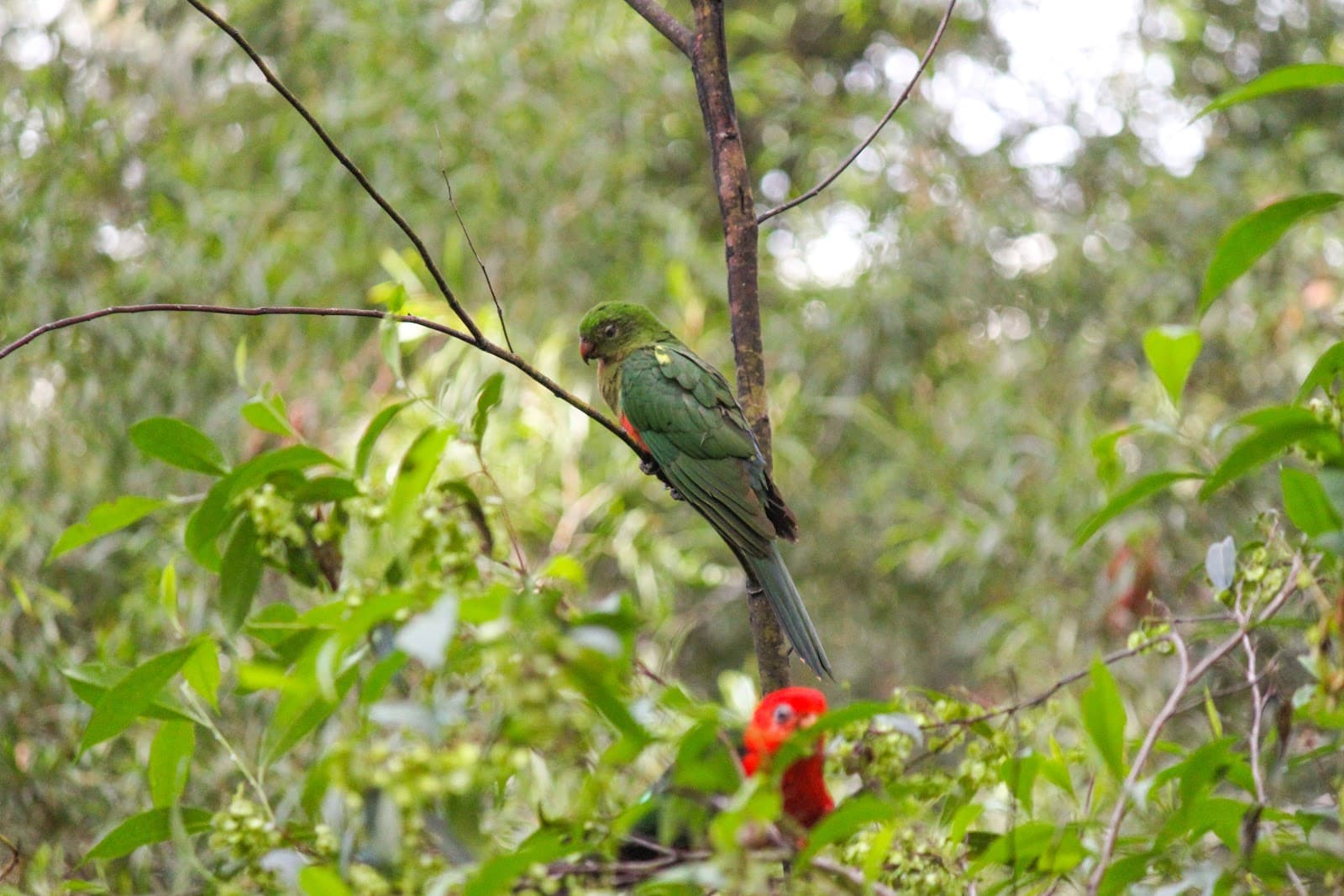 The Springs Environmental Reserve — Buderim, Sunshine Coast
