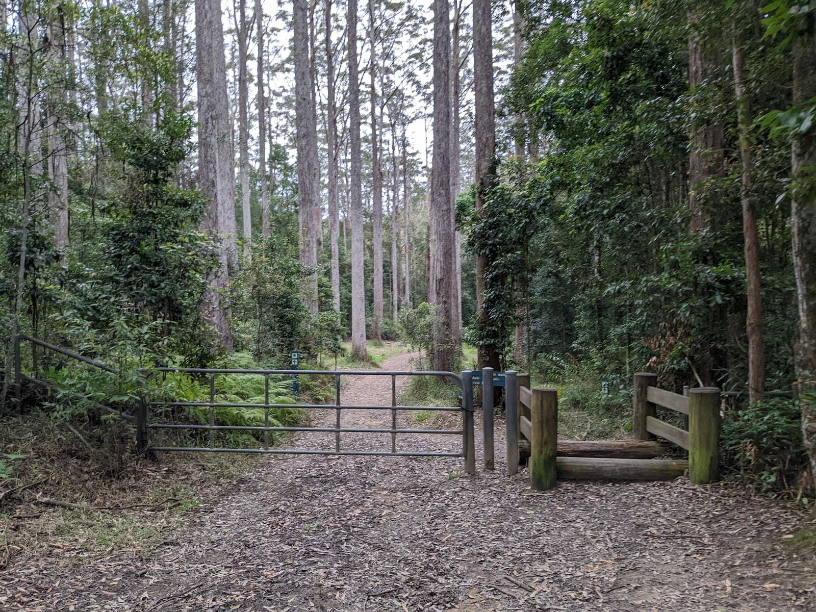Leafy Lane Trail Head (Great Walk! Sunshine Coast Hinterland) — Montville, Sunshine Coast