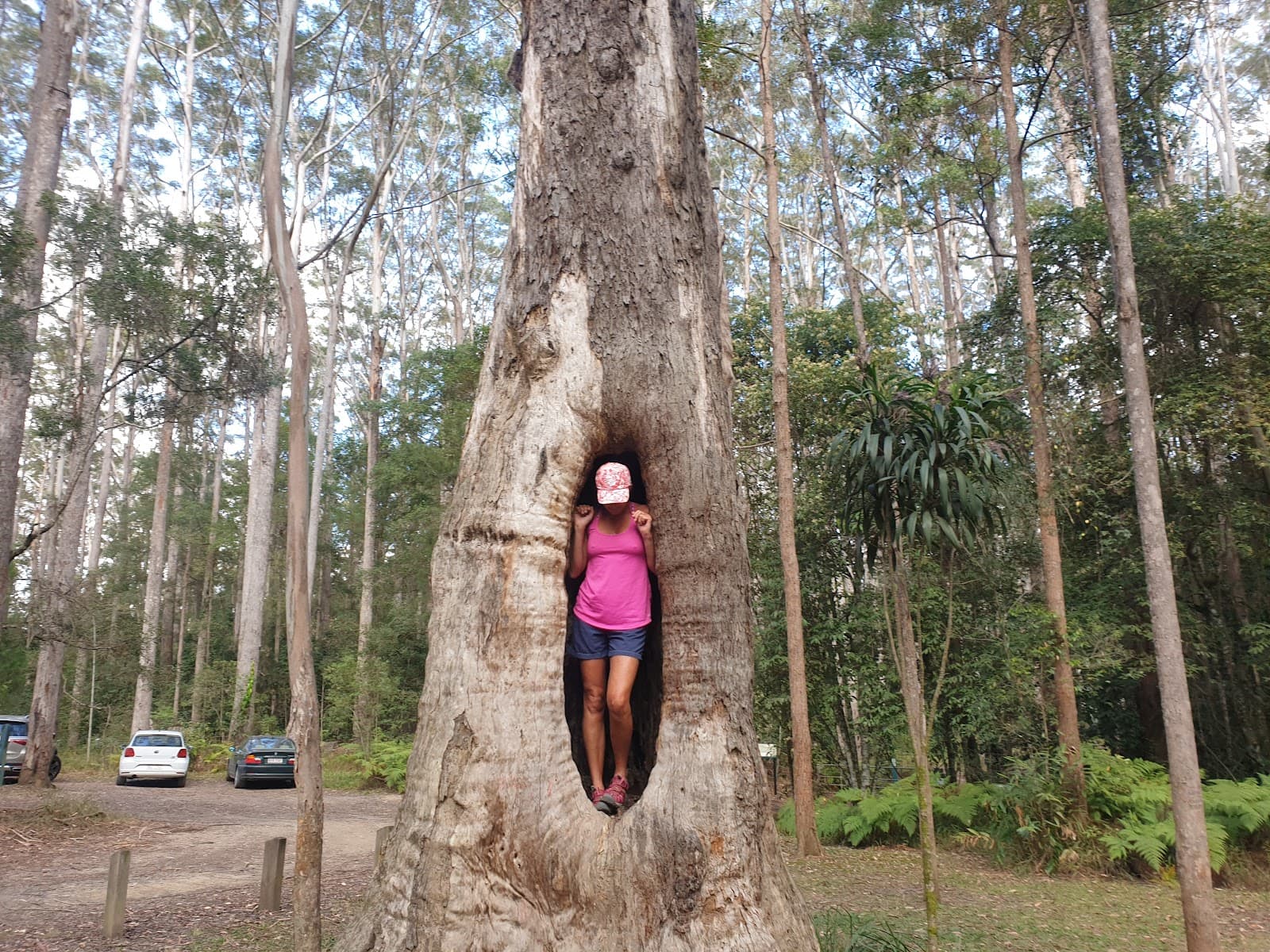 Leafy Lane Trail Head (Great Walk! Sunshine Coast Hinterland) — Montville, Sunshine Coast