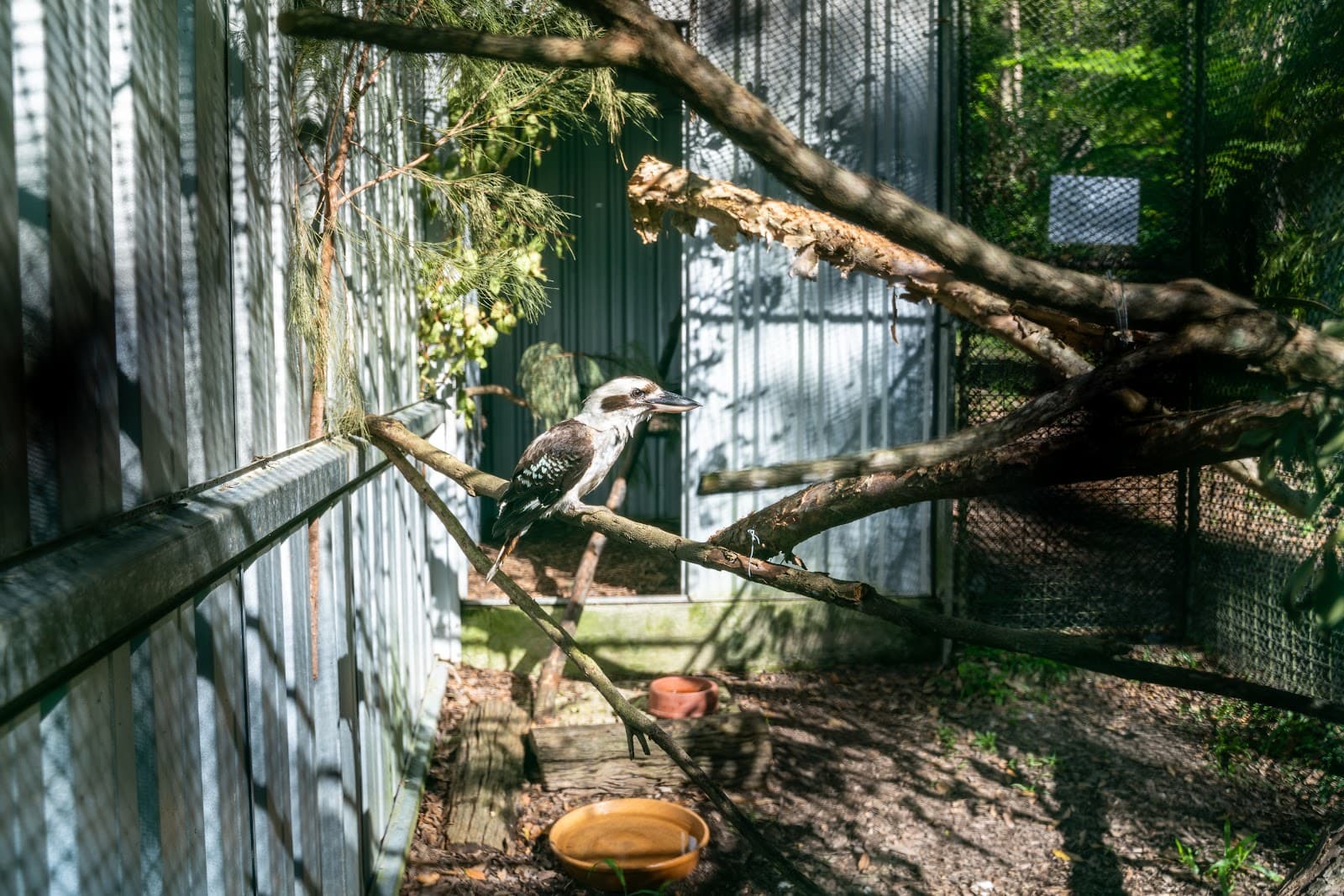 Wildlife Rehabilitation Centre at Eumundi — Eumundi, Sunshine Coast