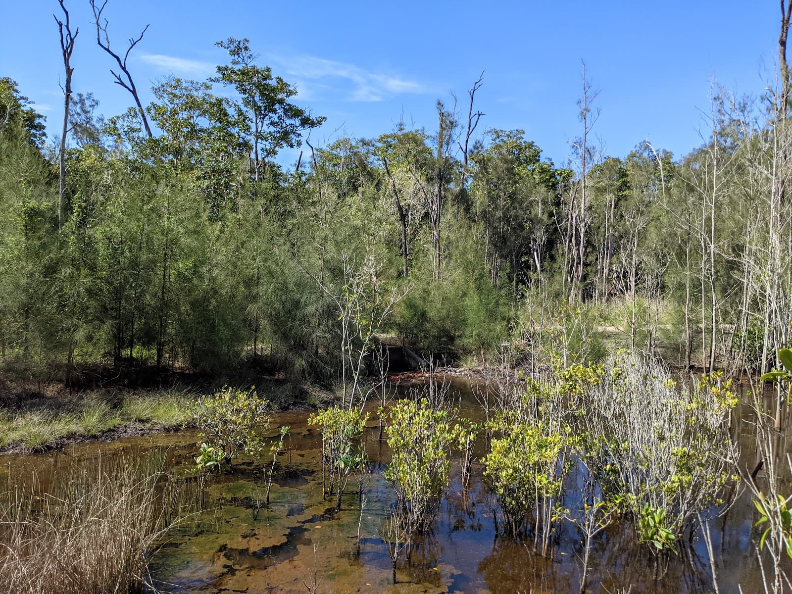 Kawana Forest Bushland Reserve — Kawana Waters, Sunshine Coast