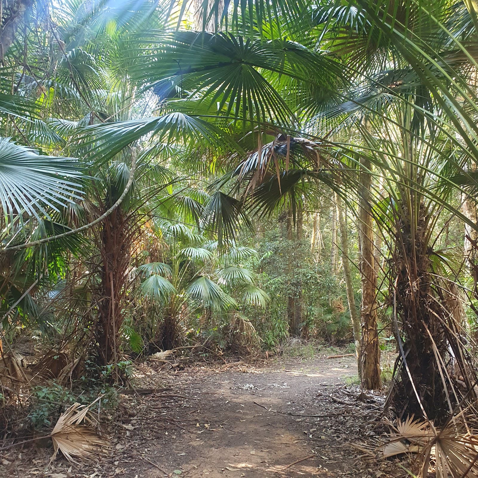 Kawana Forest Bushland Reserve — Kawana Waters, Sunshine Coast