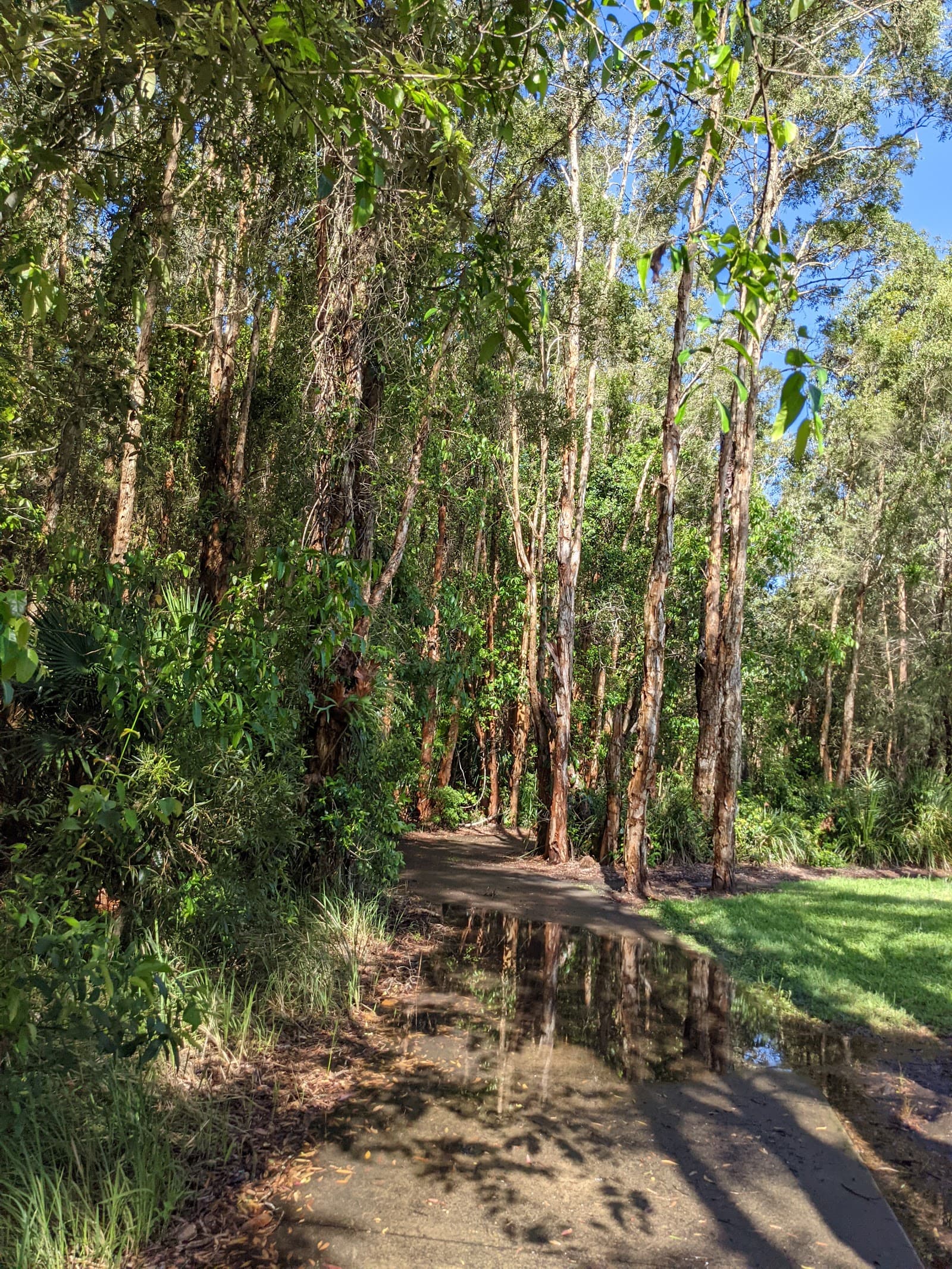 Kawana Forest Walkway — Kawana Waters, Sunshine Coast