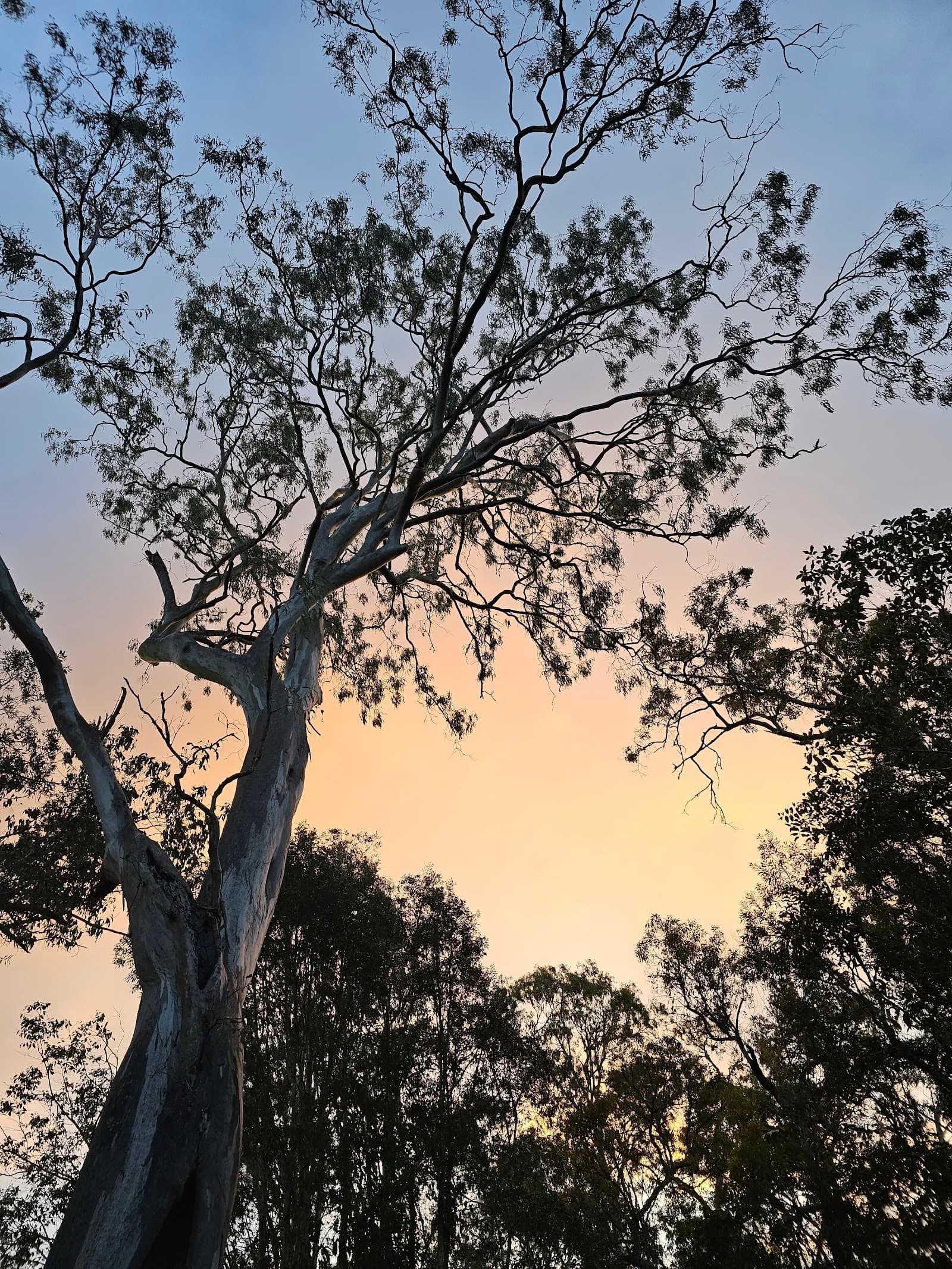 Kawana Forest Walkway — Kawana Waters, Sunshine Coast